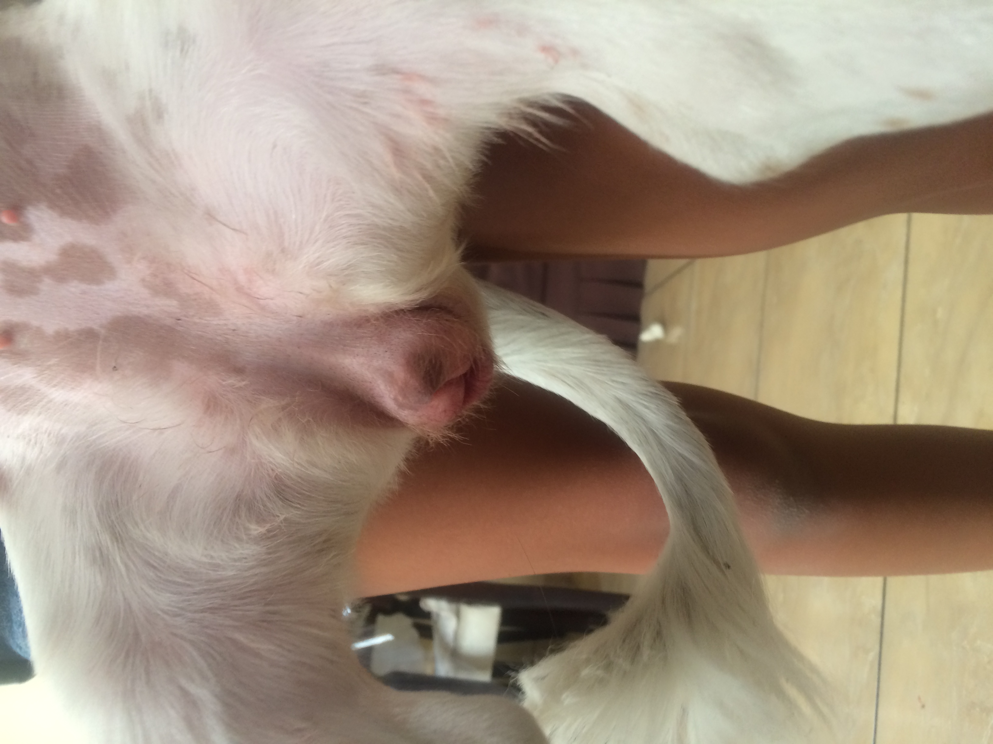 Quisiera Saber Cuales Son Los Sintomas Visuales De Su Celo