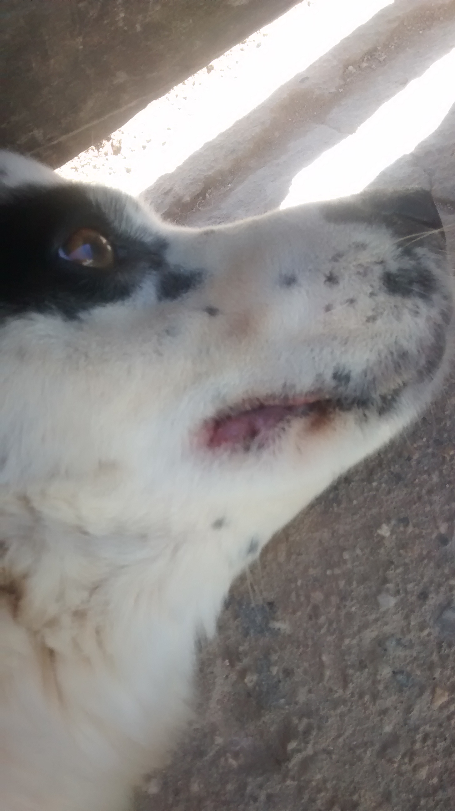 Coceira na boca do cachorro clearance