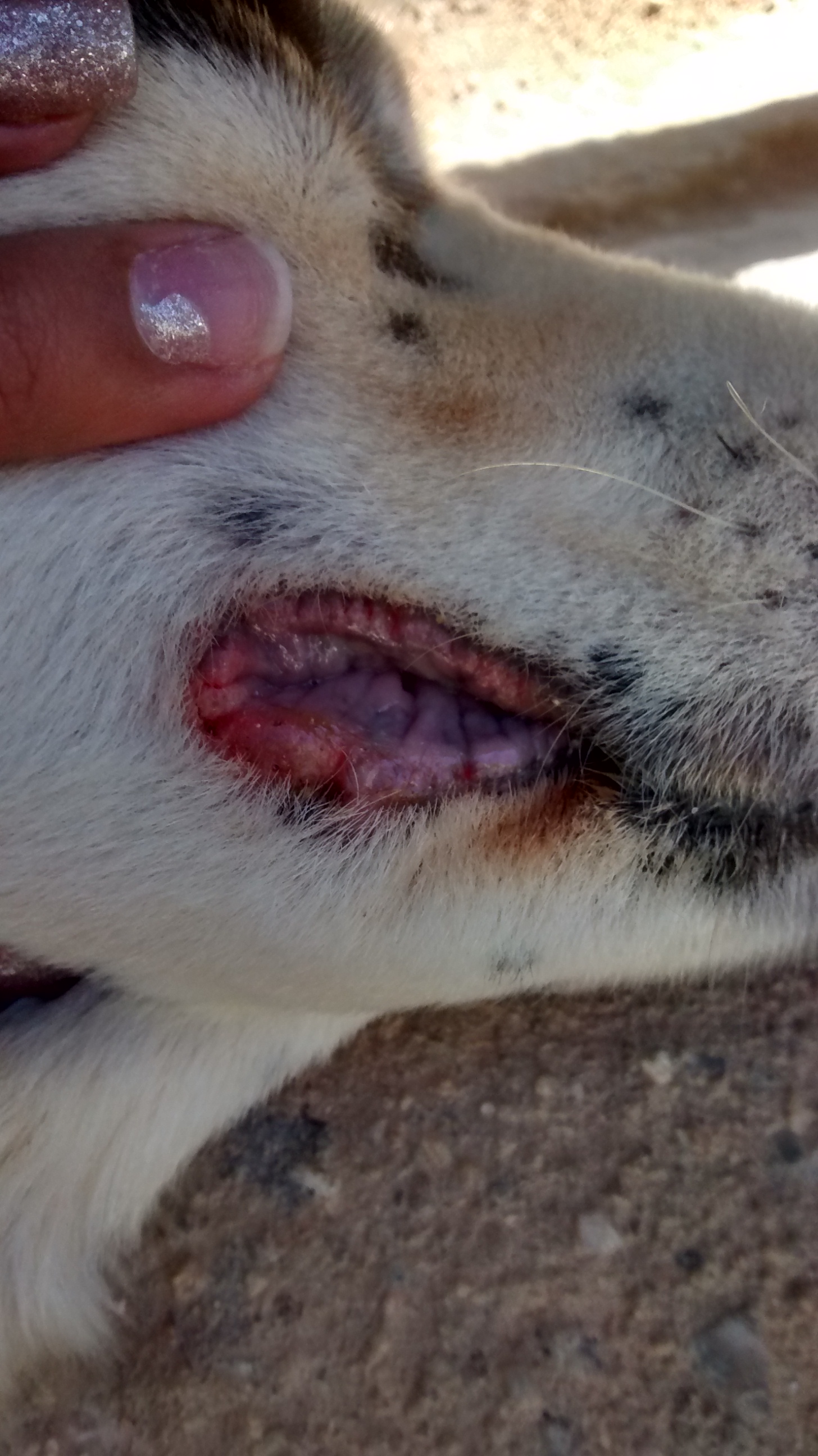 cancer de boca cachorro cancer de boca cachorro