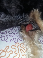 Pene de perro en erección