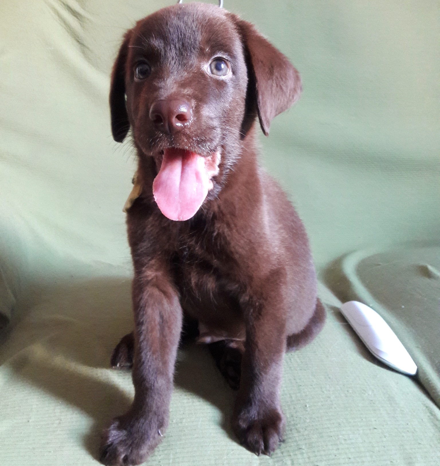 Labrador 3 meses peso ideal clearance