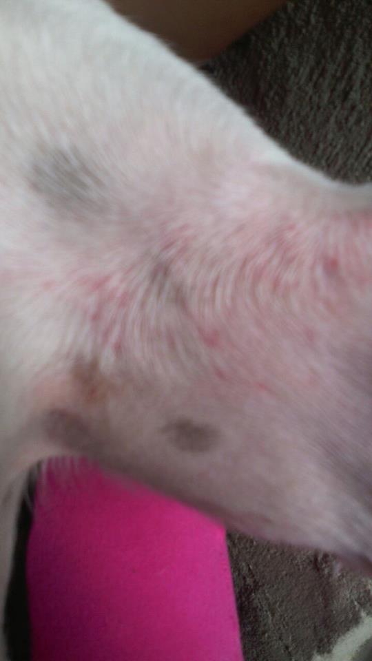 La manchas piel perro rojas en del
