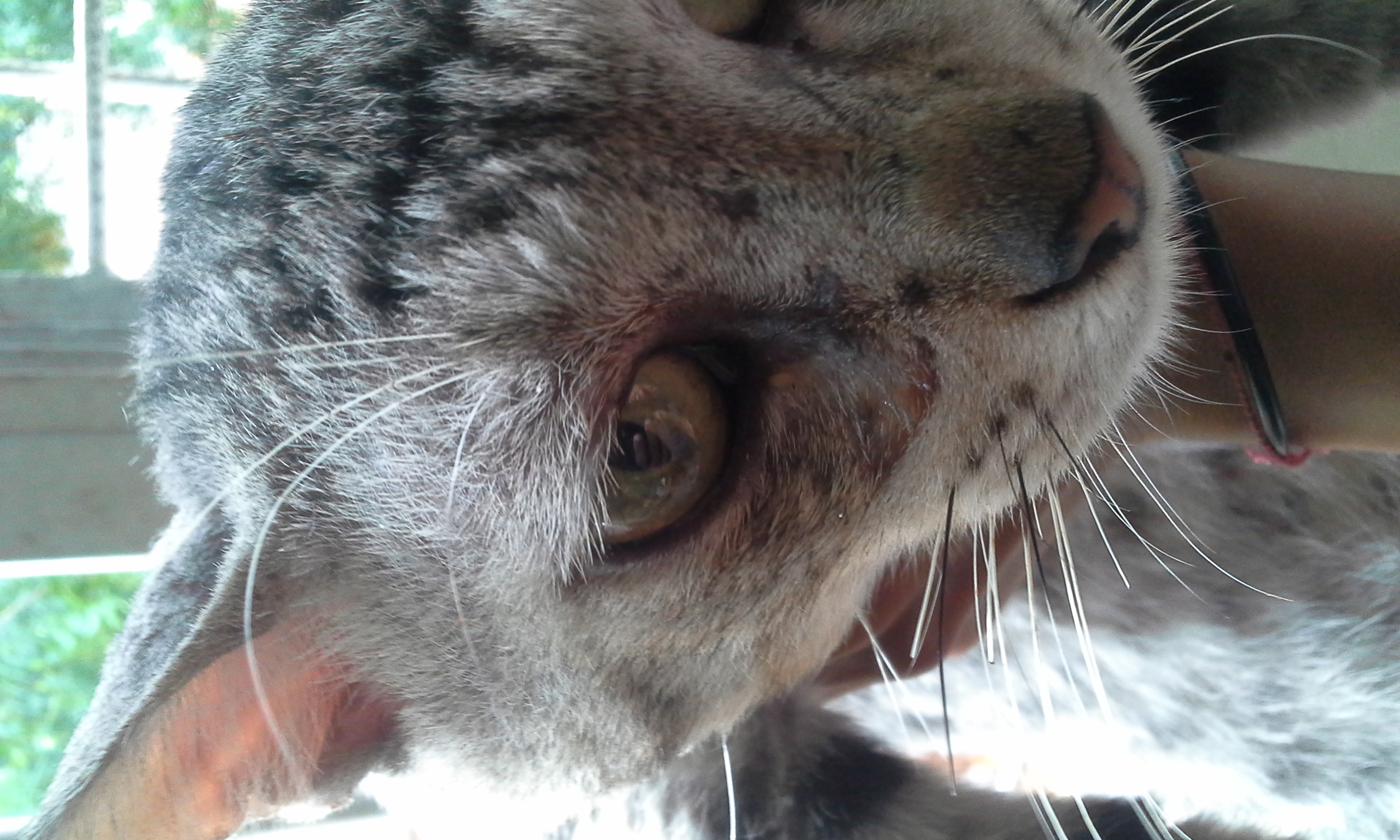 Mi Gato Se Rasca Mucho La Oreja