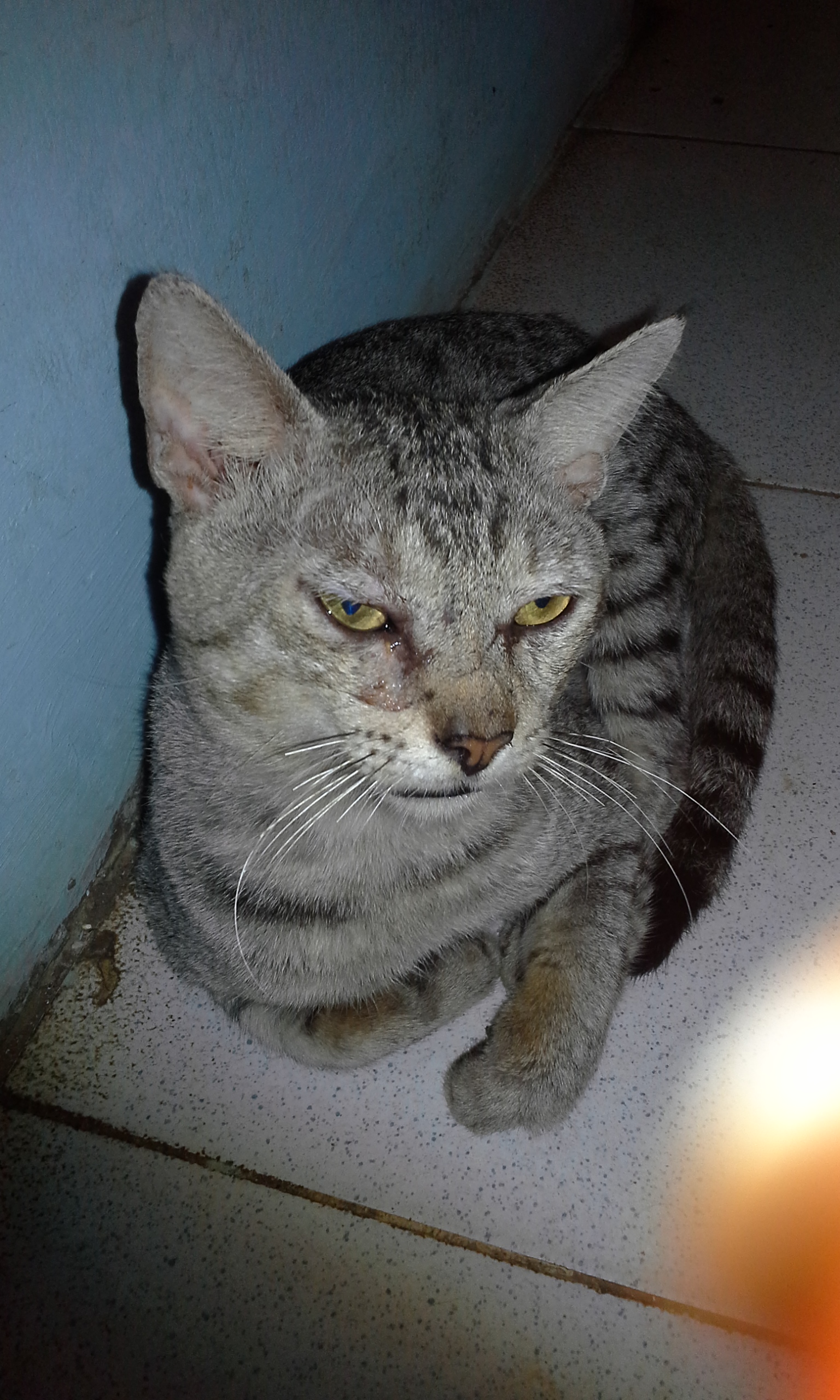Mi Gato Se Rasca Mucho La Oreja
