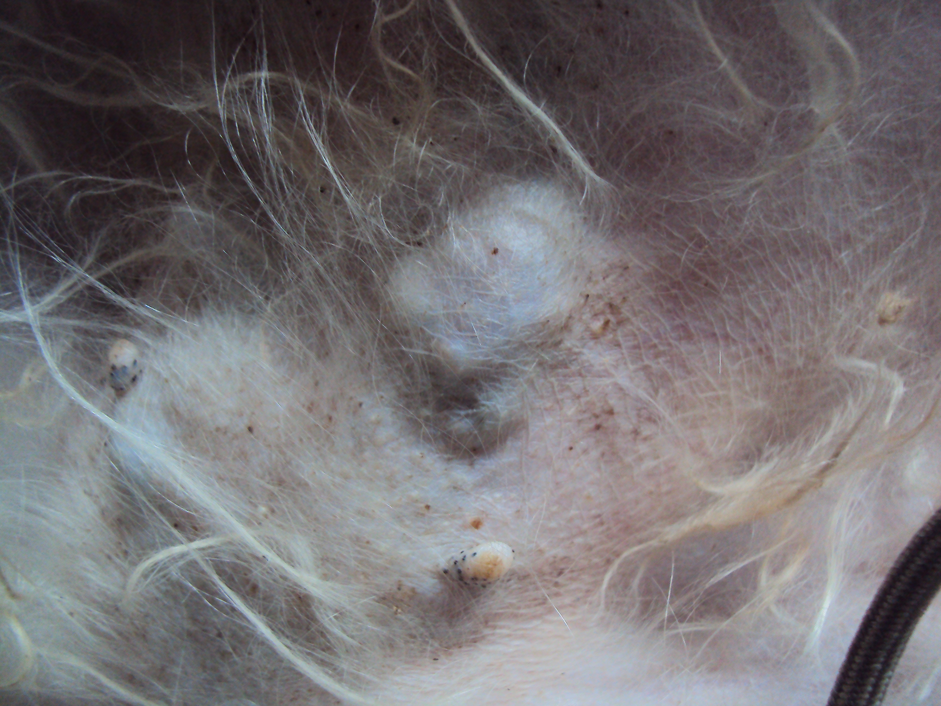 Porque Le Salen Bolitas En El Cuerpo A Mi Perro - Noticias del Perro