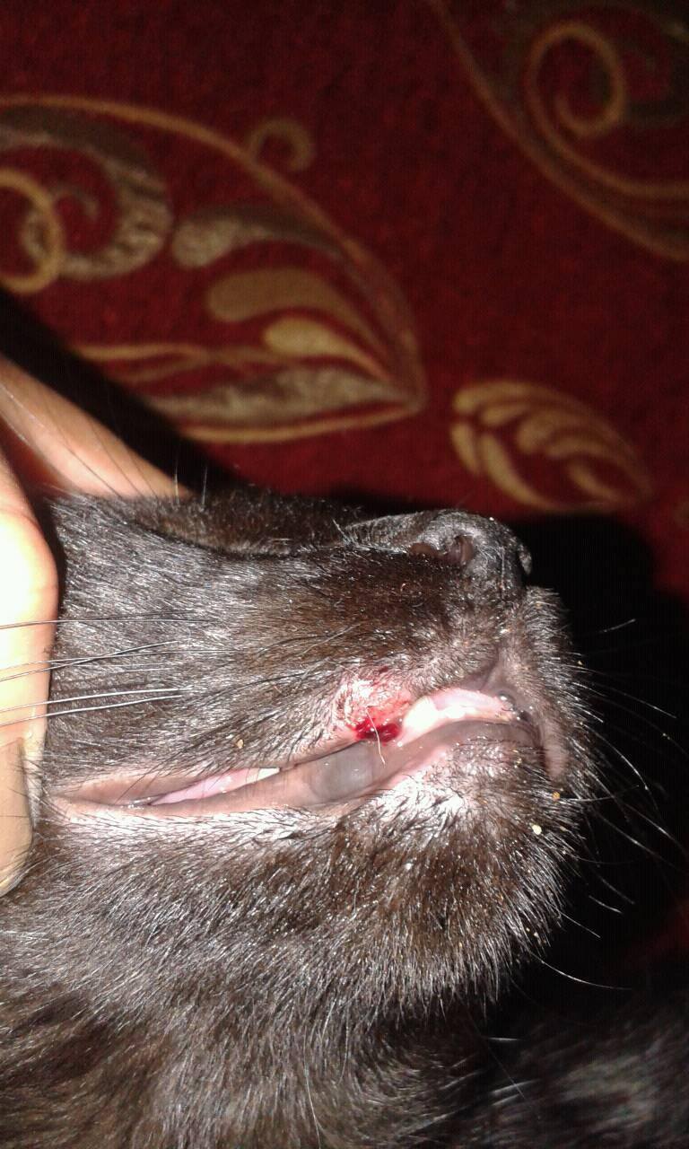 mal olor en boca de gato