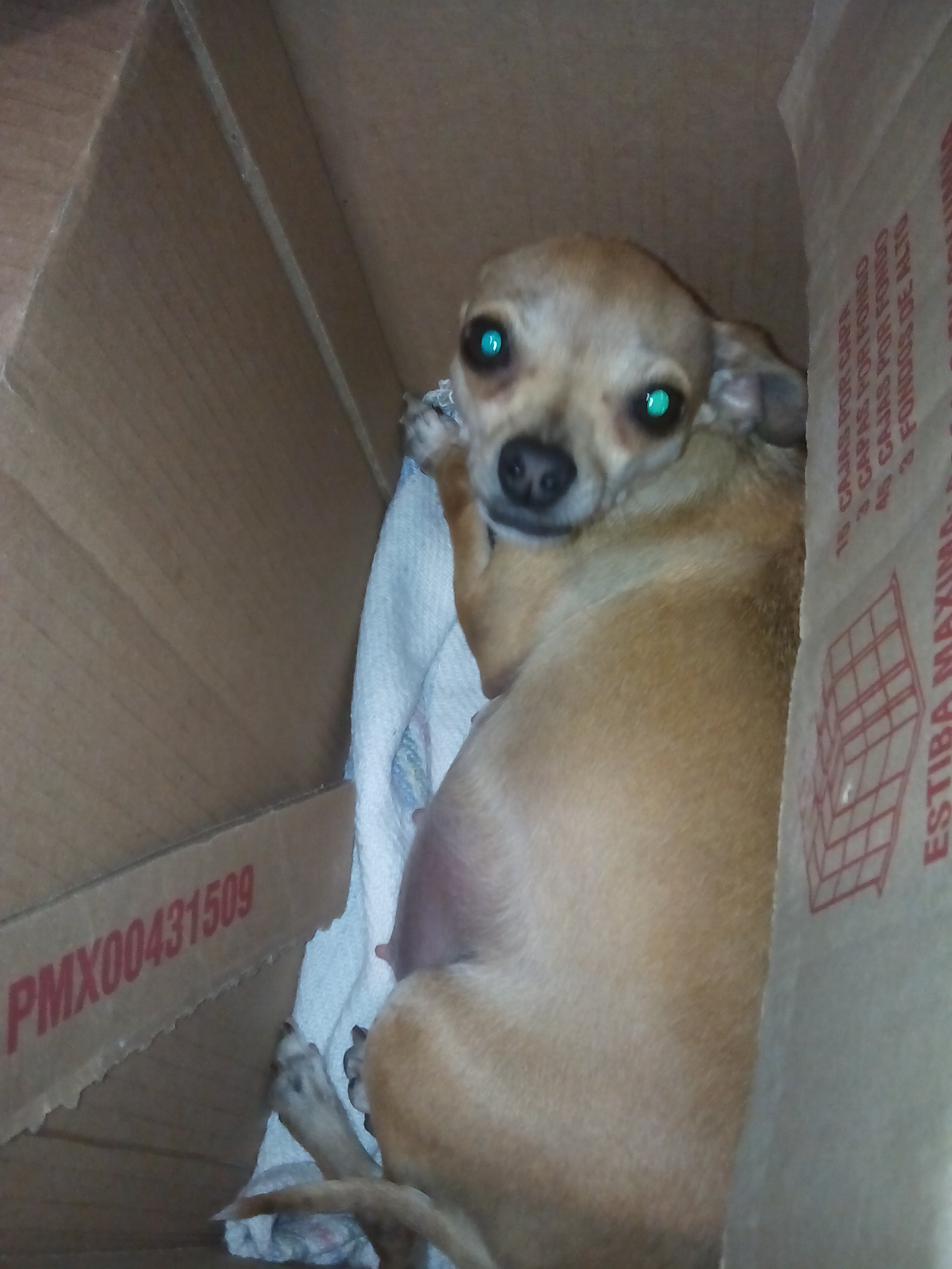 Mi Prerrita Tiene 6 Semanas De Gestacion Es Su Segunda Barkibu Mx