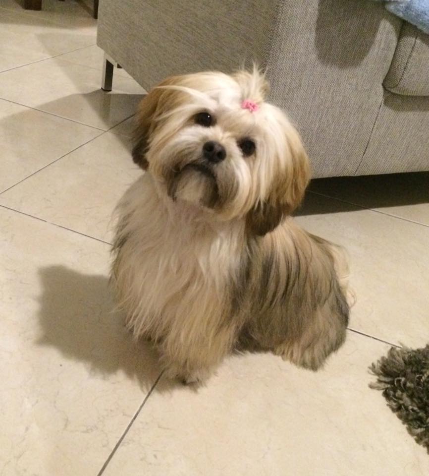 Tengo Dudas Sobre Como Alimentar A Mia Mi Perro Cruce Barkibu Co Tengo Dudas Sobre Como Alimentar A Mia Mi Perro Cruce Barkibu Co