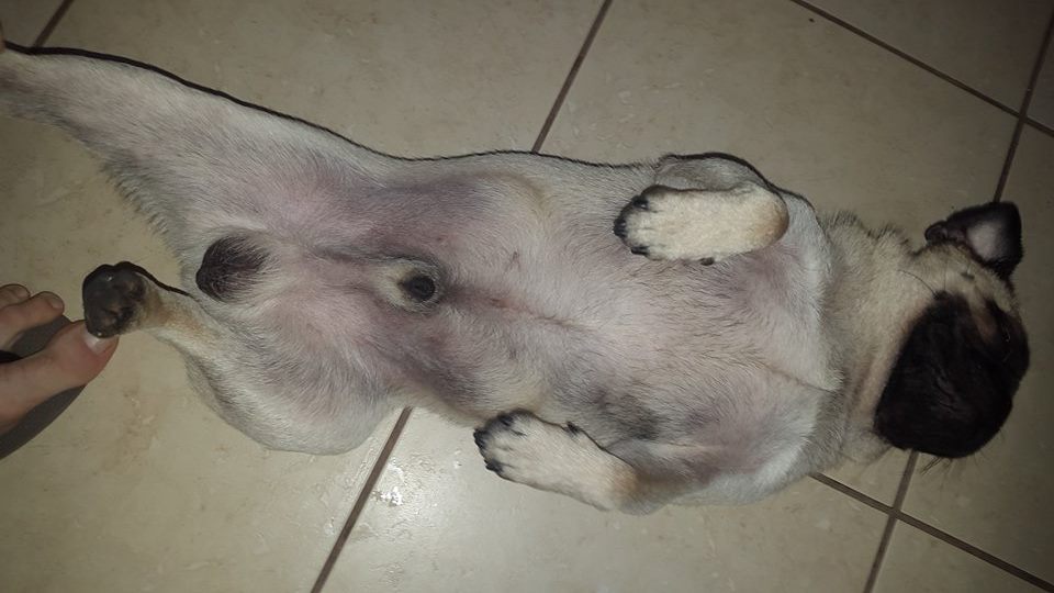 A barriga do meu cachorro escureceu clearance