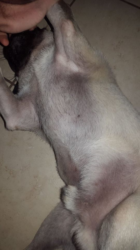 A barriga do meu cachorro escureceu clearance