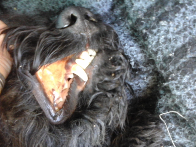Cachorro vomitando lingua branca