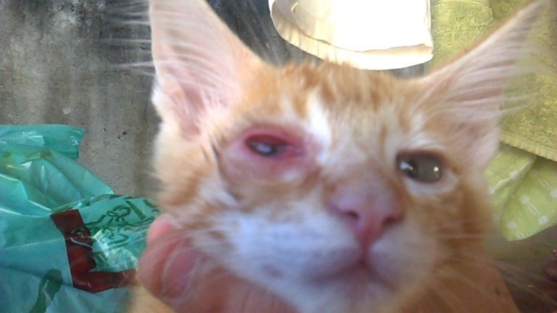 Minha gatinha está com o olho inchado, não tenho - Barkibu BR