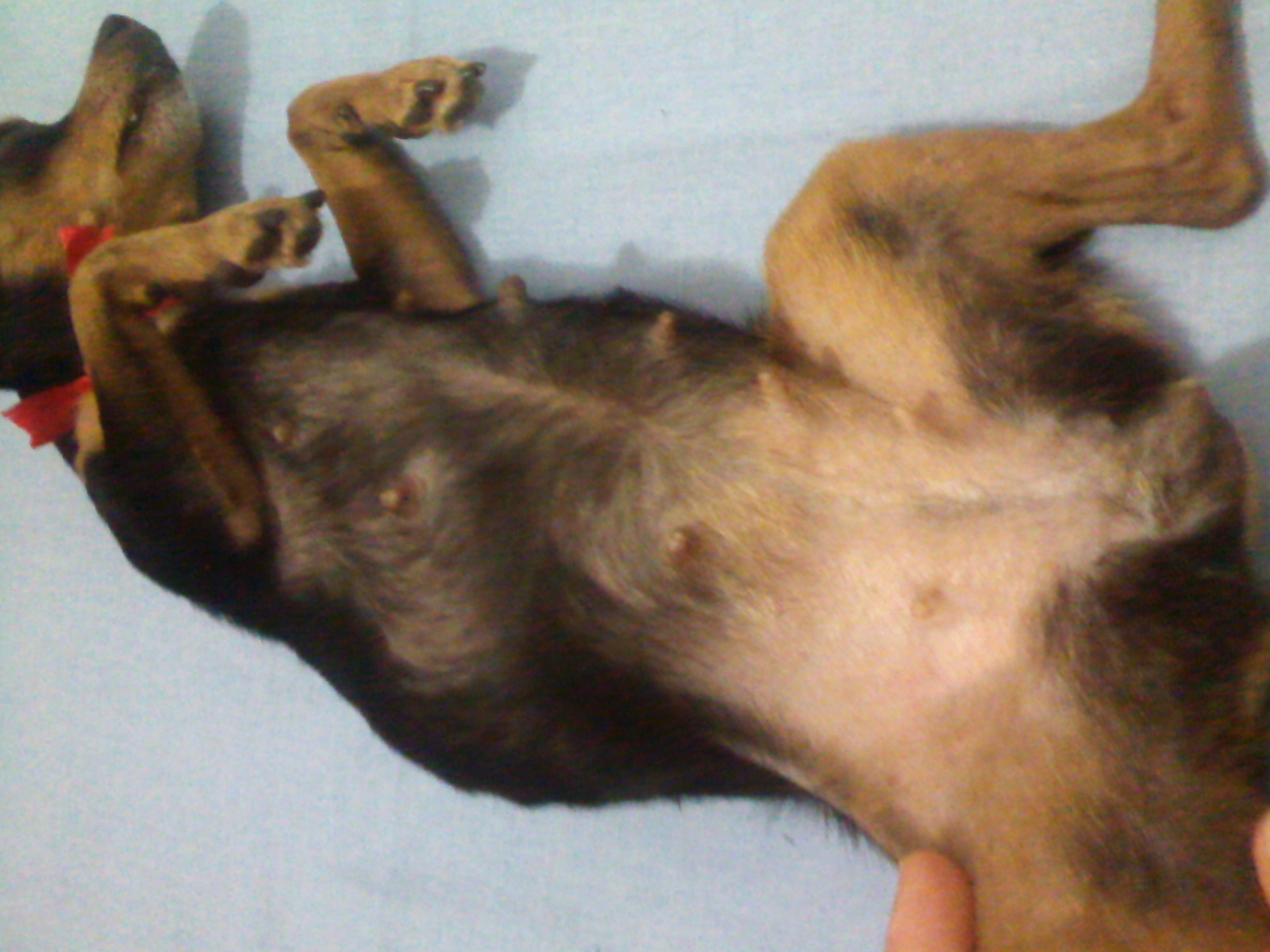 Com quantos meses o cachorro pinscher entra no cio clearance