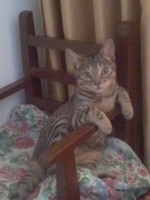 mi gato hace caca con gusanos blancos mi gato hace caca con gusanos blancos