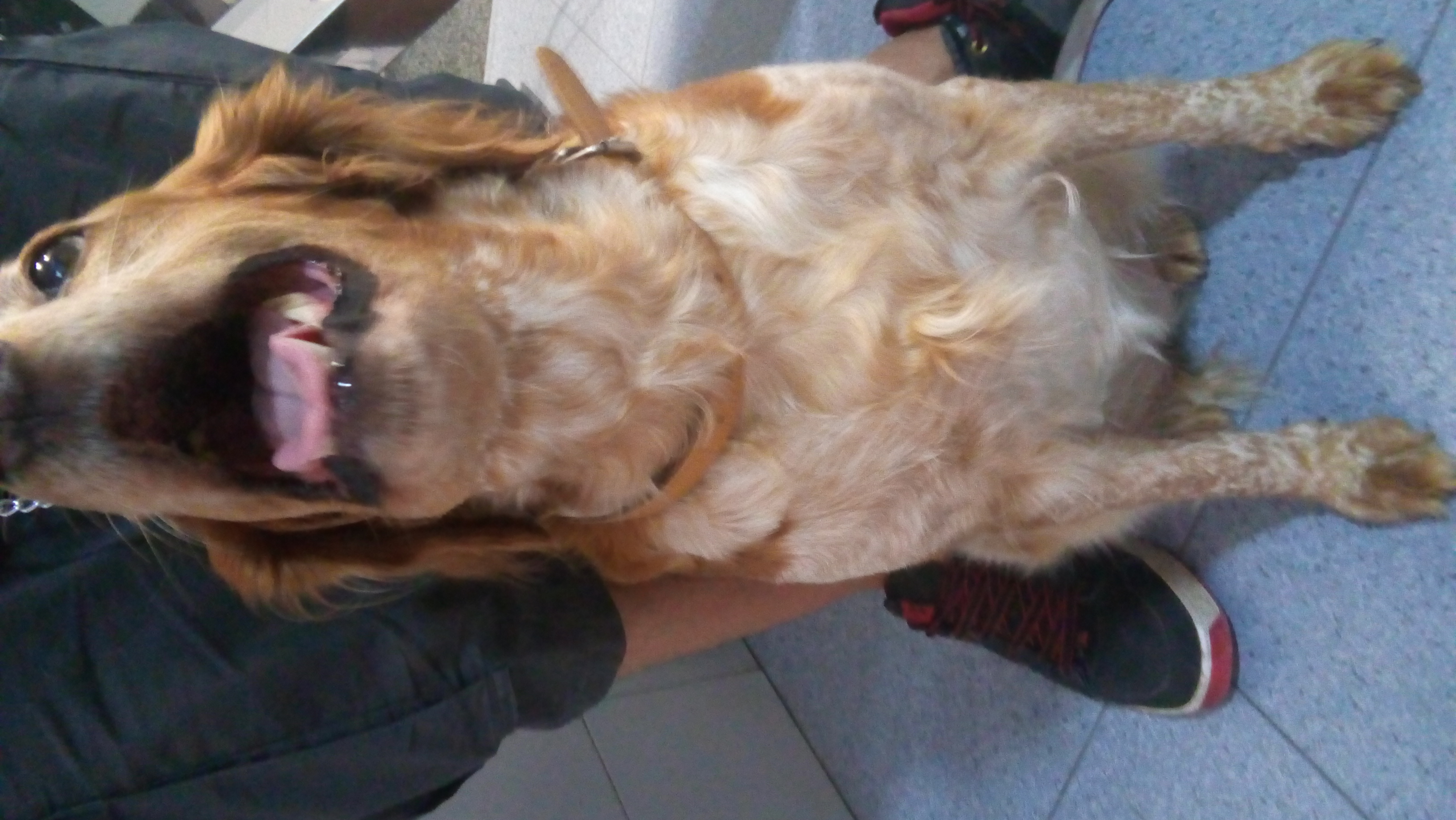 Bulto duro en el cuello de mi perro