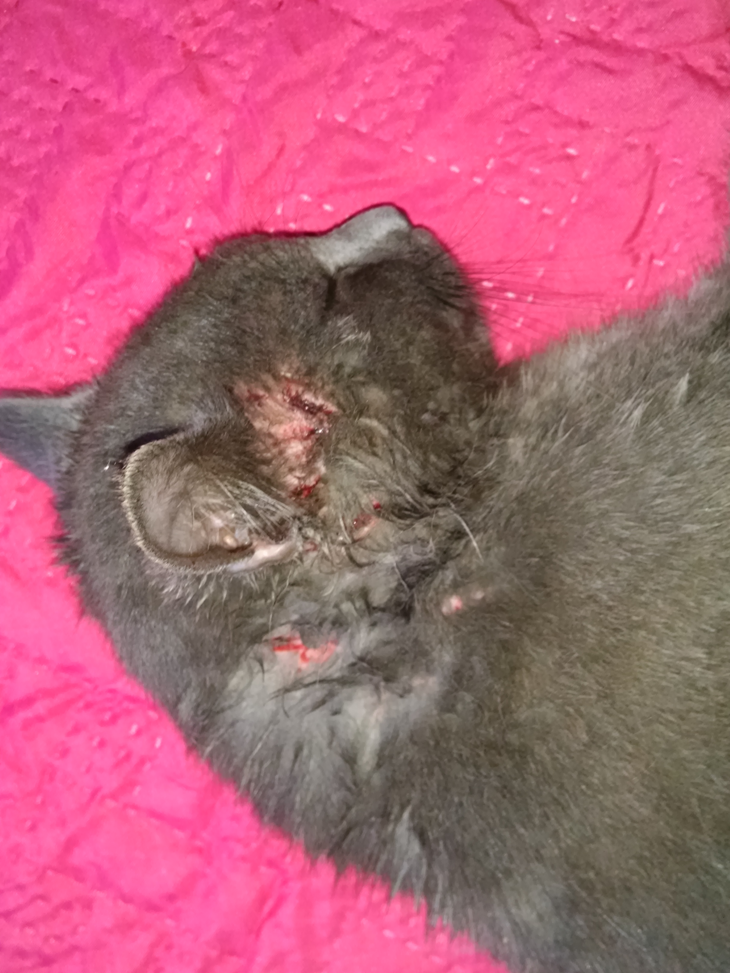 Mi Gato Cojea Pero No Tiene Heridas