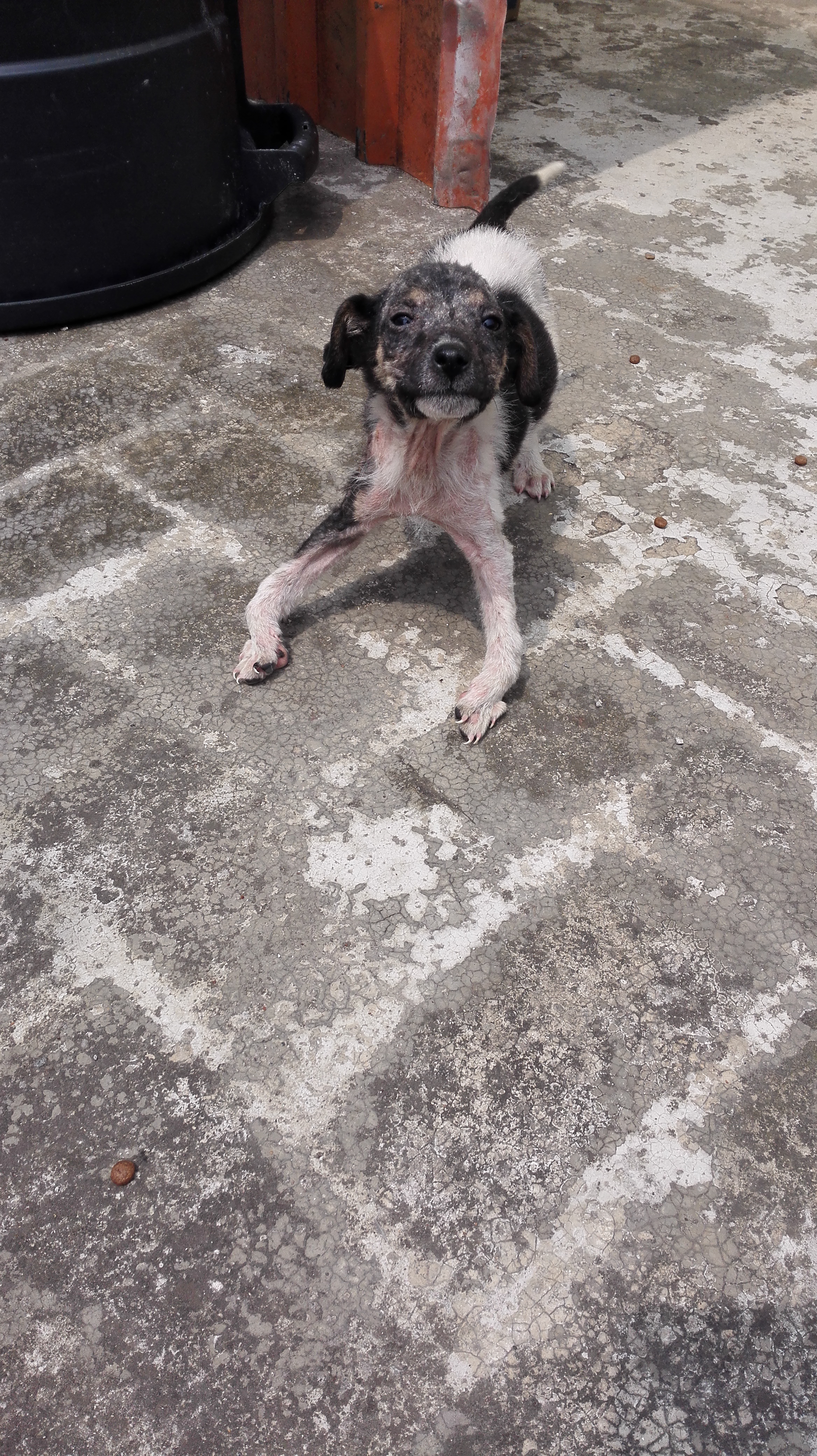 Raquitismo cachorros