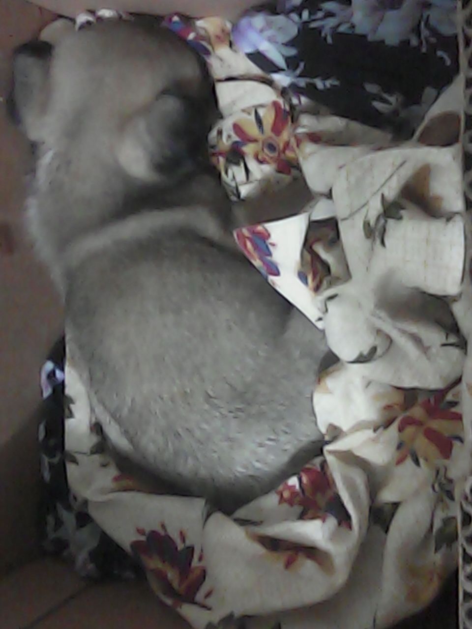 Porque A Mi Gato Le Sale Espuma Por La Boca