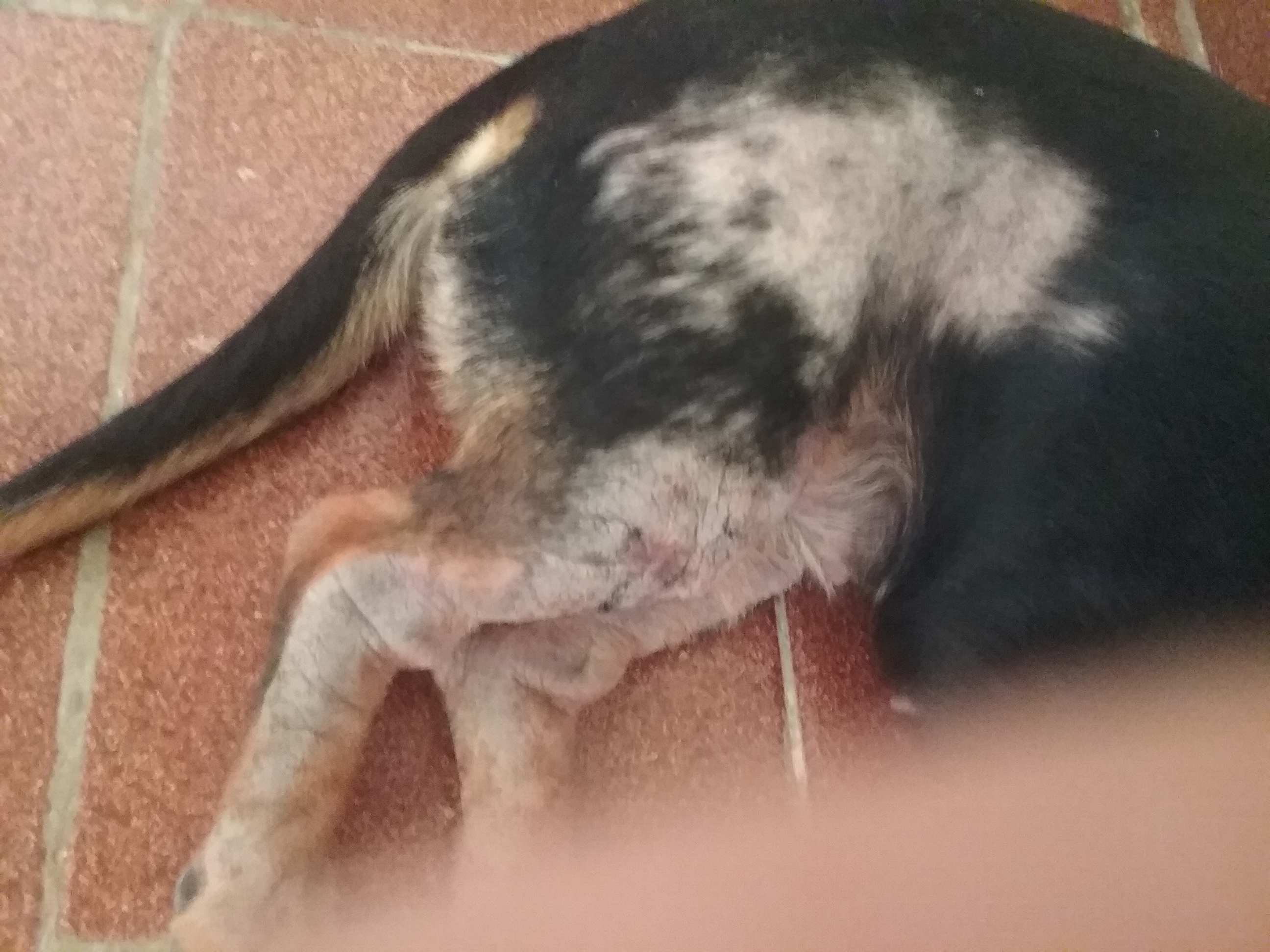 Descamação no cachorro Clearance