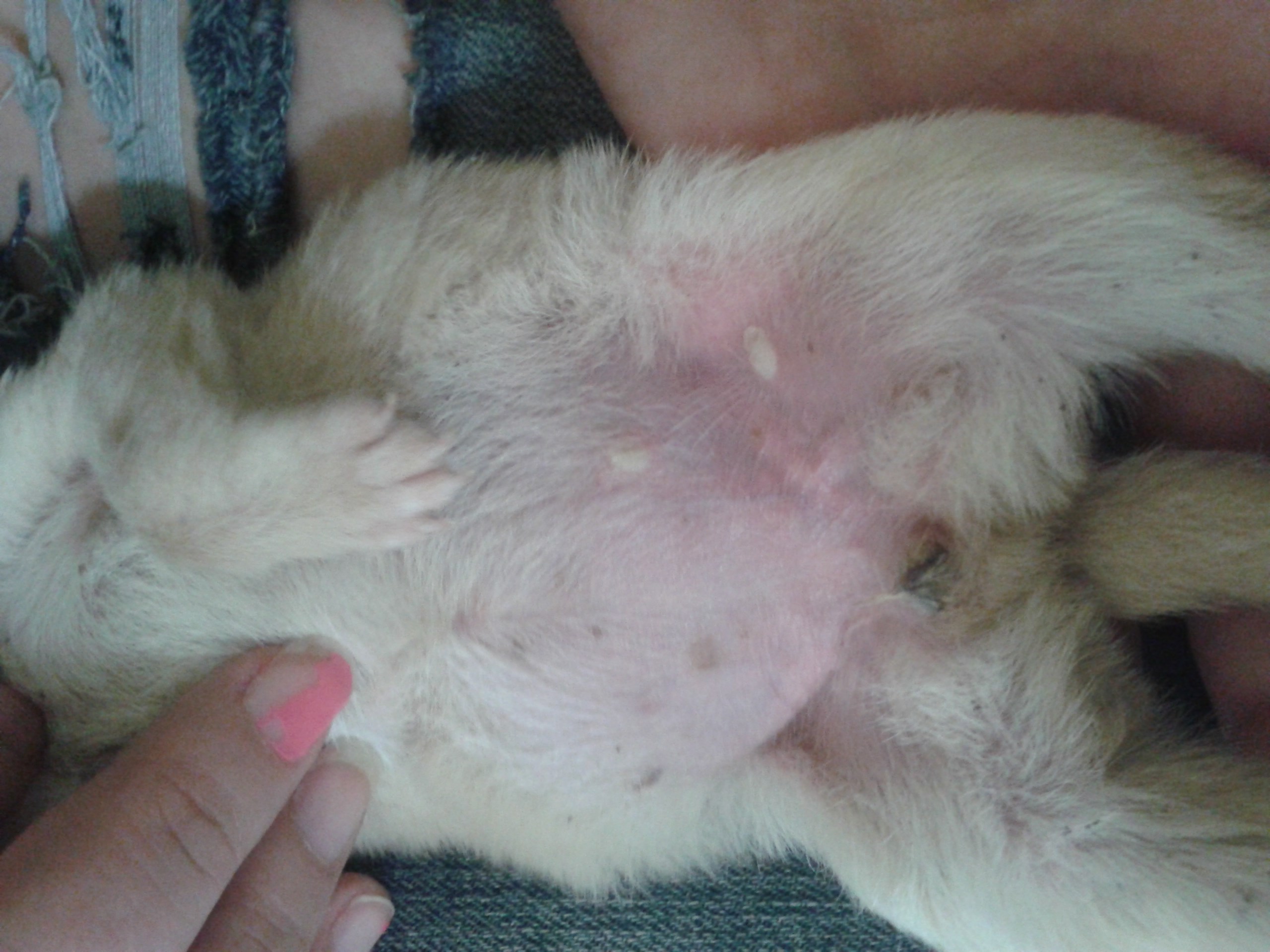 ela naceu faz poucos dias e esta com bolhas de pus na - Barkibu ES