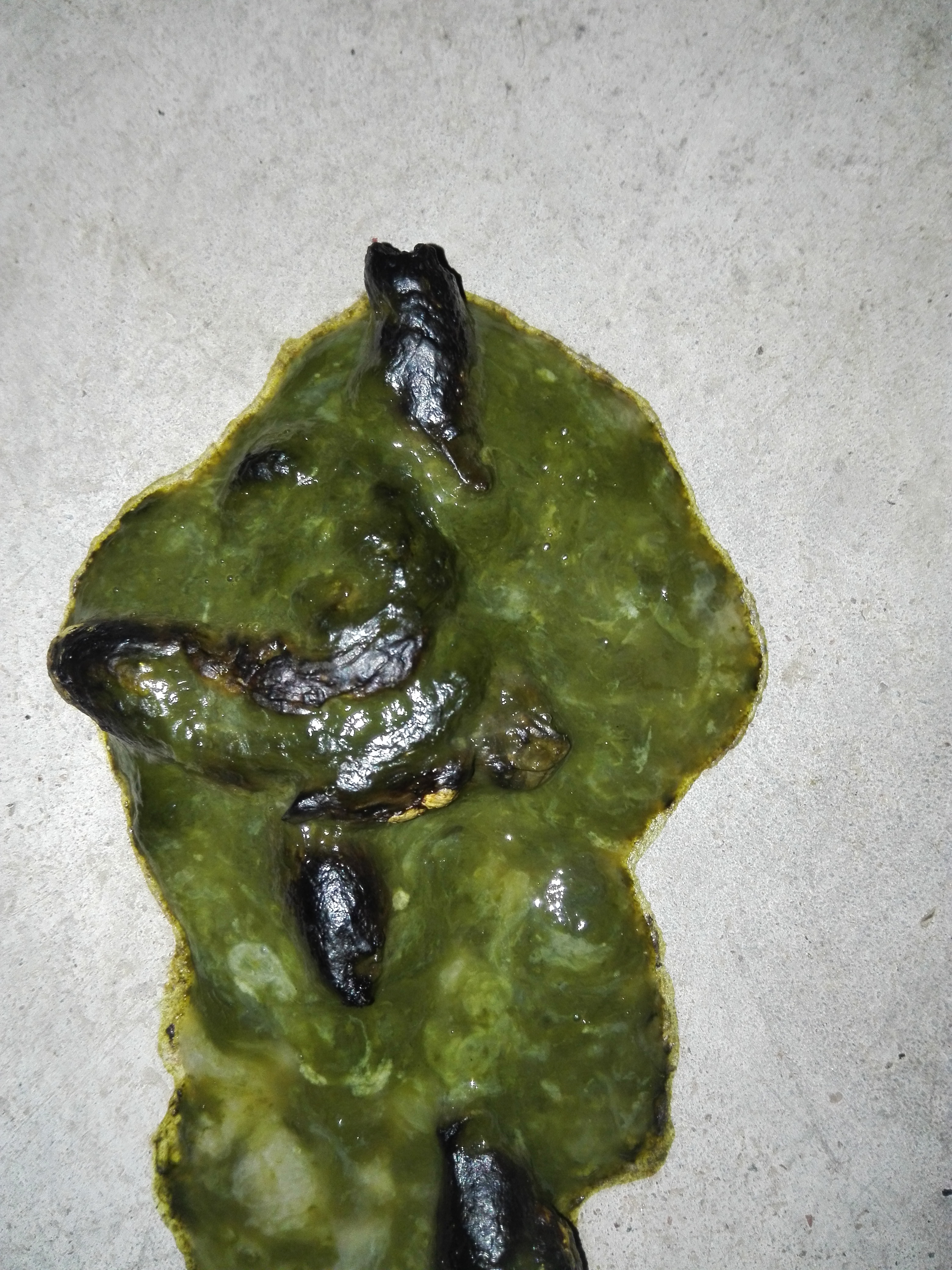 Mi Perro Vomita Verde Que Le Puedo Dar