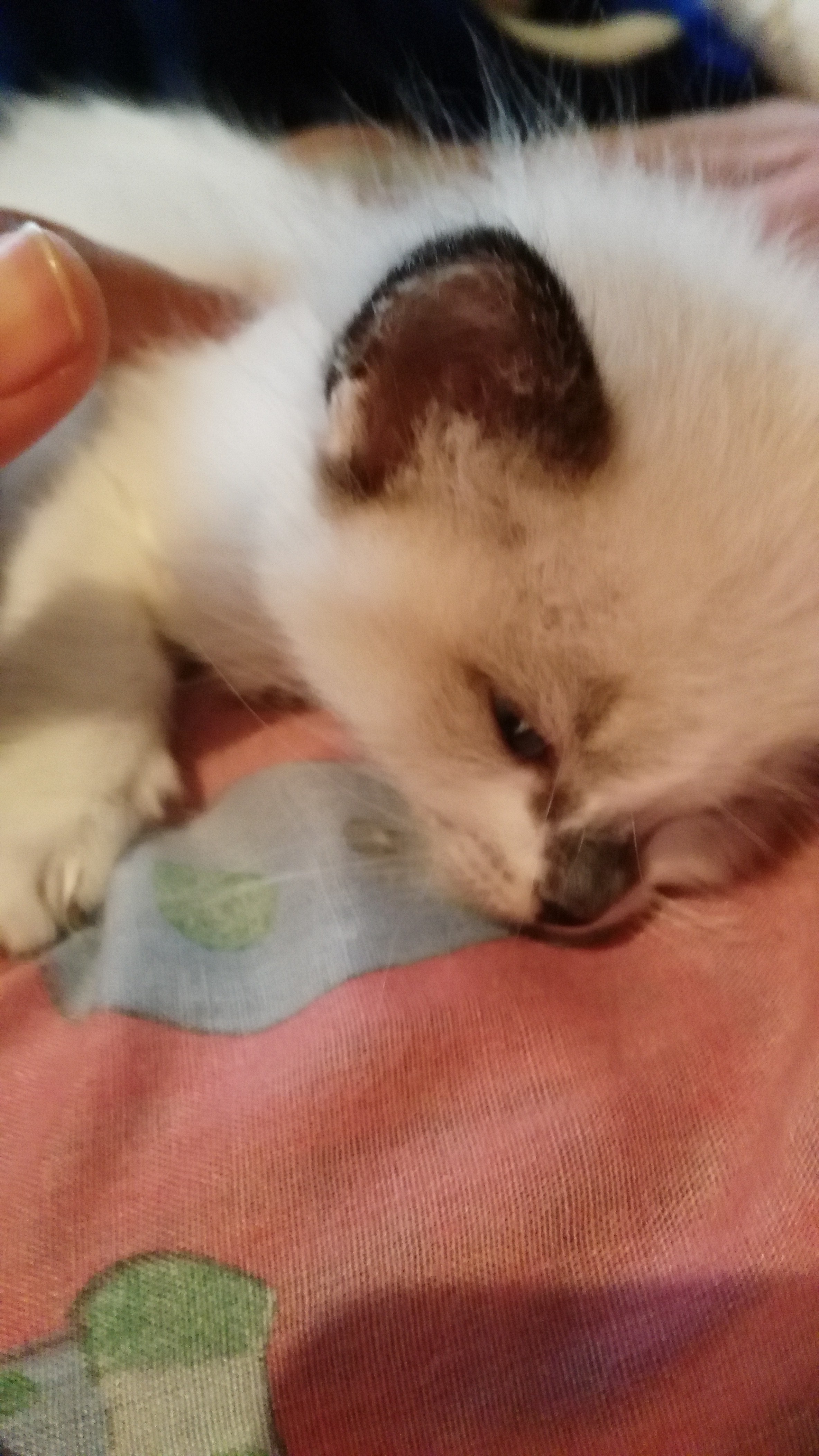 Mi Gatito Se Tambalea Al Caminar