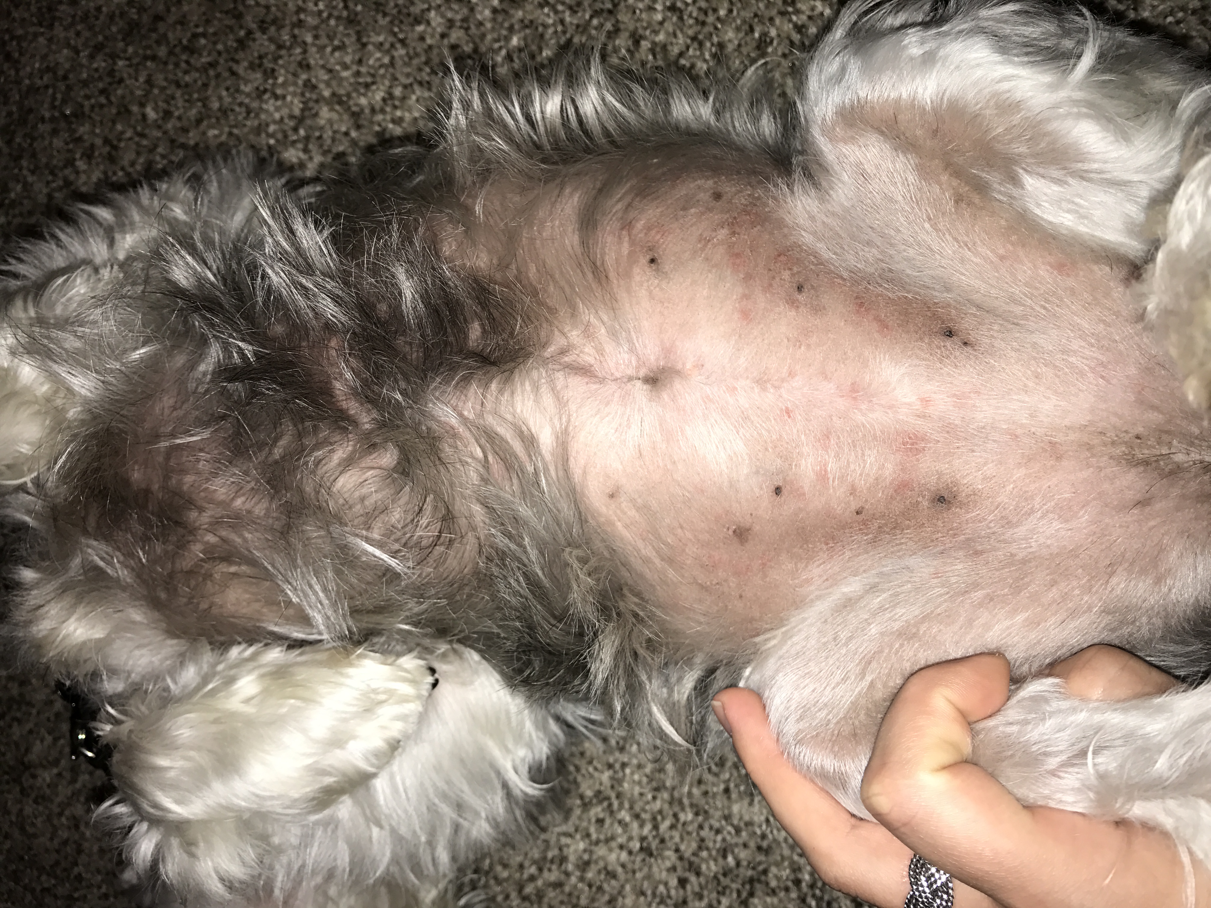 my dog is itching and losing hair