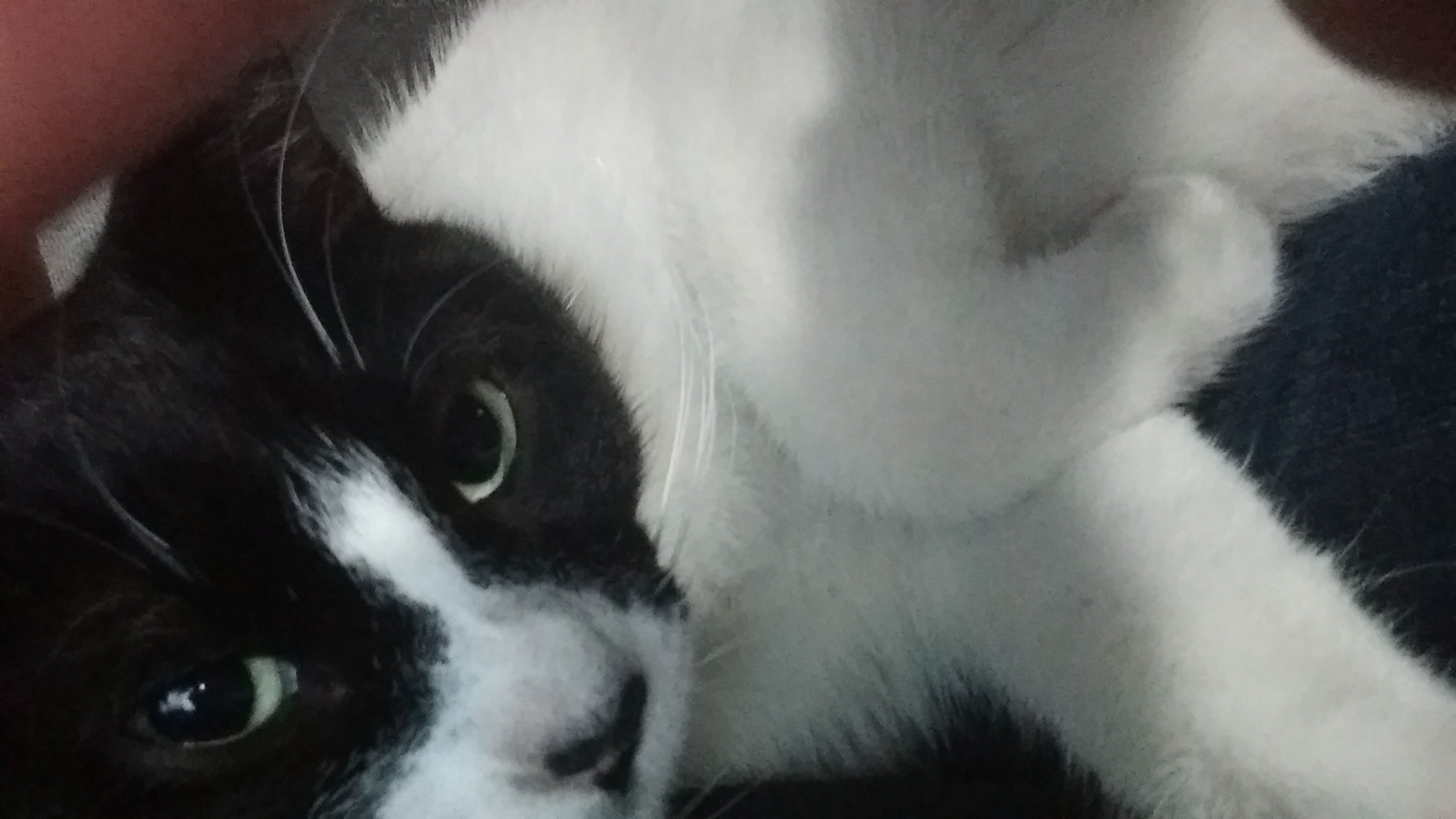Mi Gata Se Rasca Mucho La Oreja