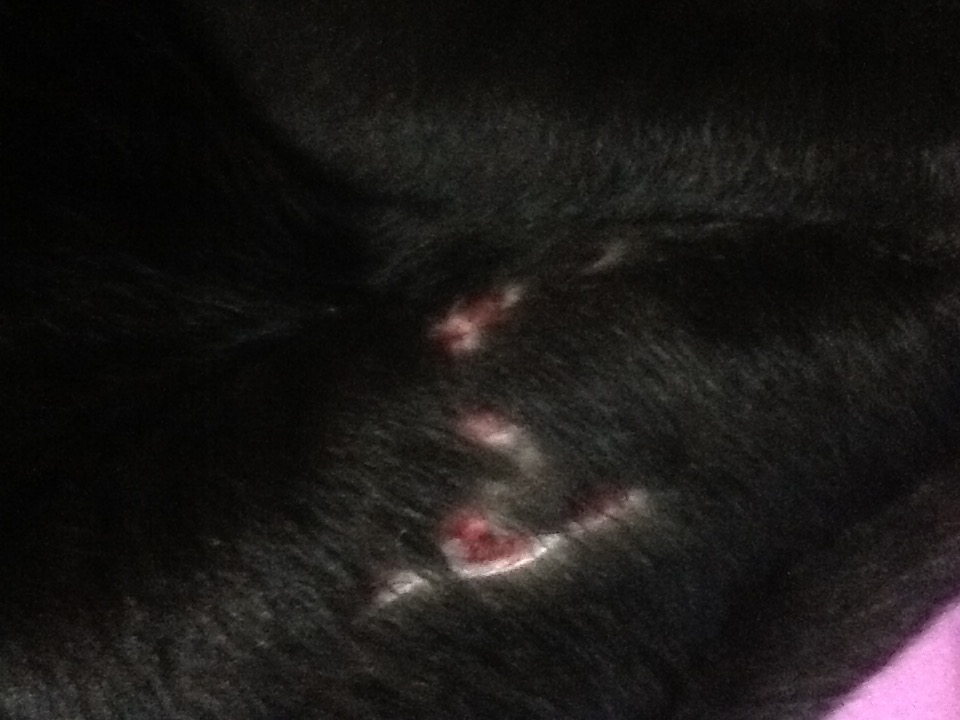 Mi Gato Cojea Pero No Tiene Heridas