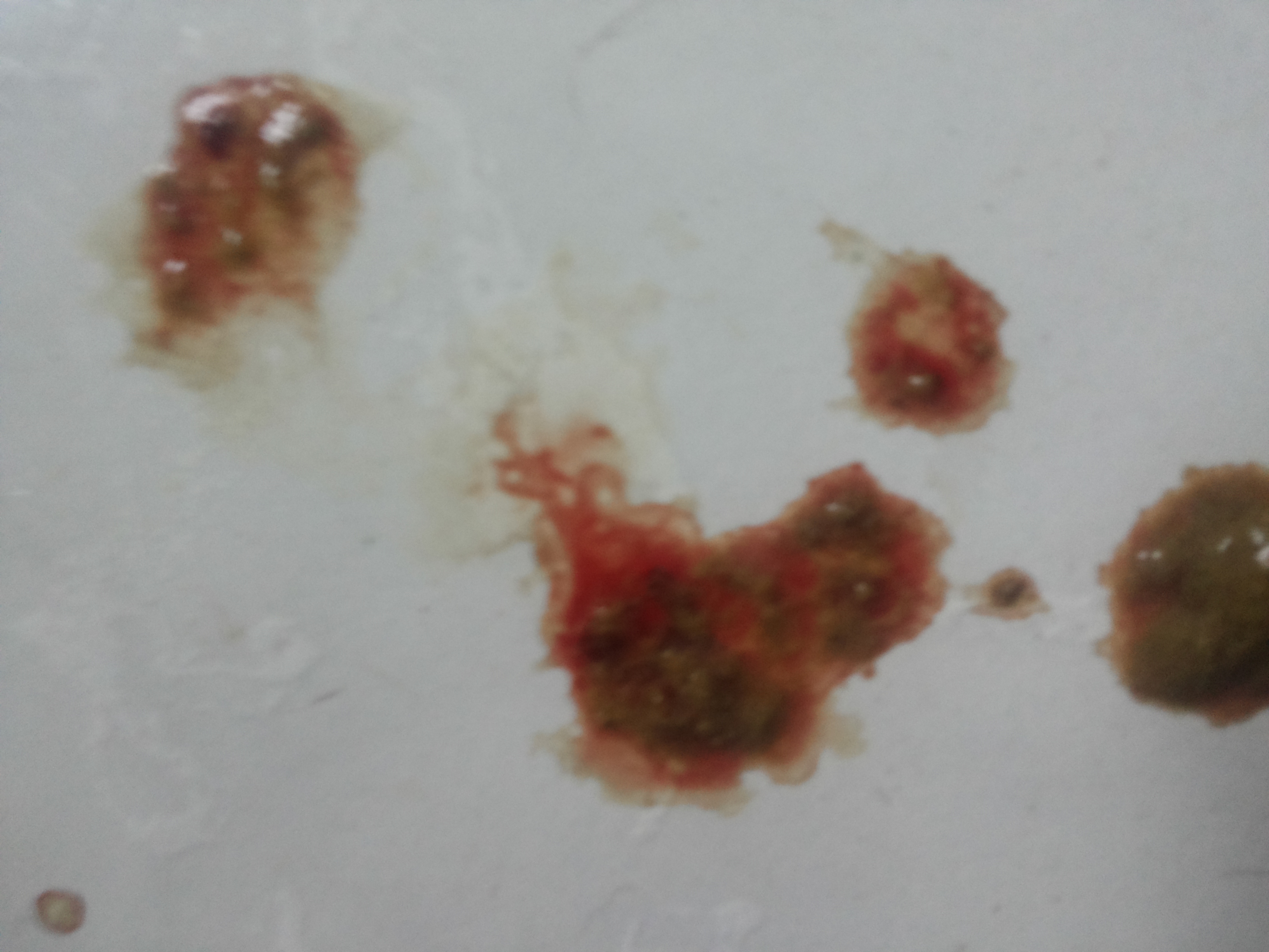 Vomitos com sangue em caes clearance