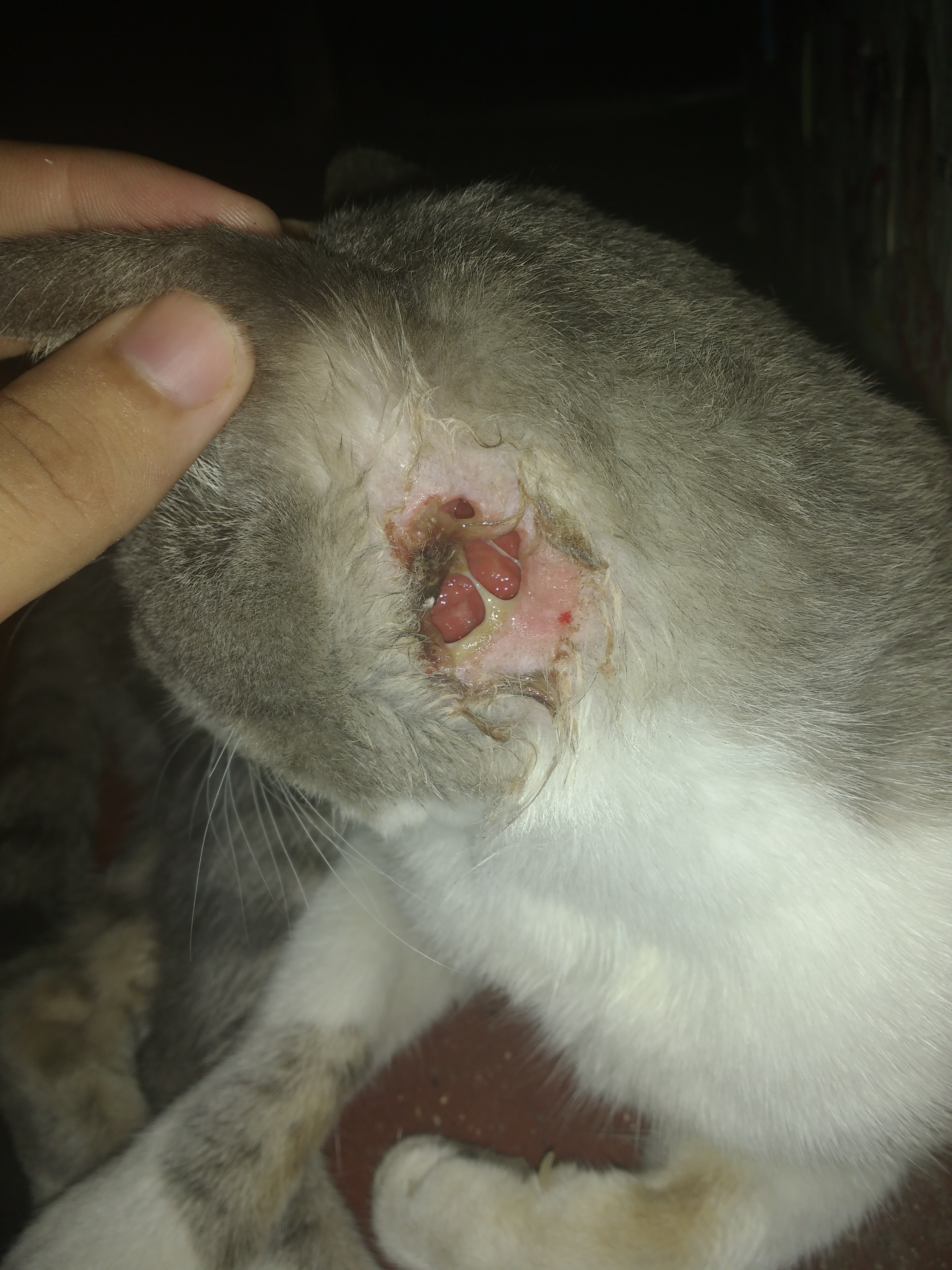 Mi Gato Tiene Calvas En El Cuello