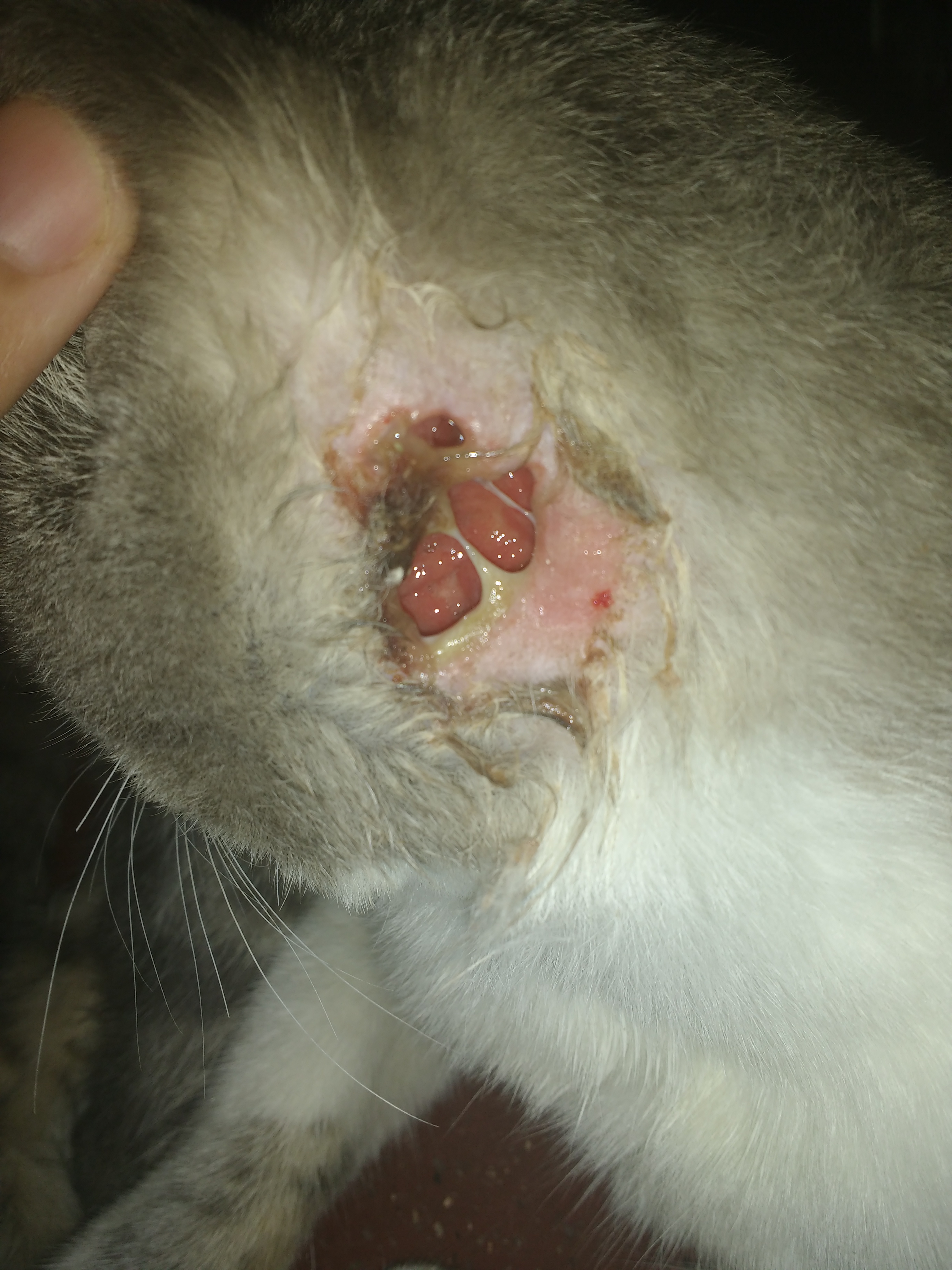 Mi Gato Tiene Calvas En El Cuello