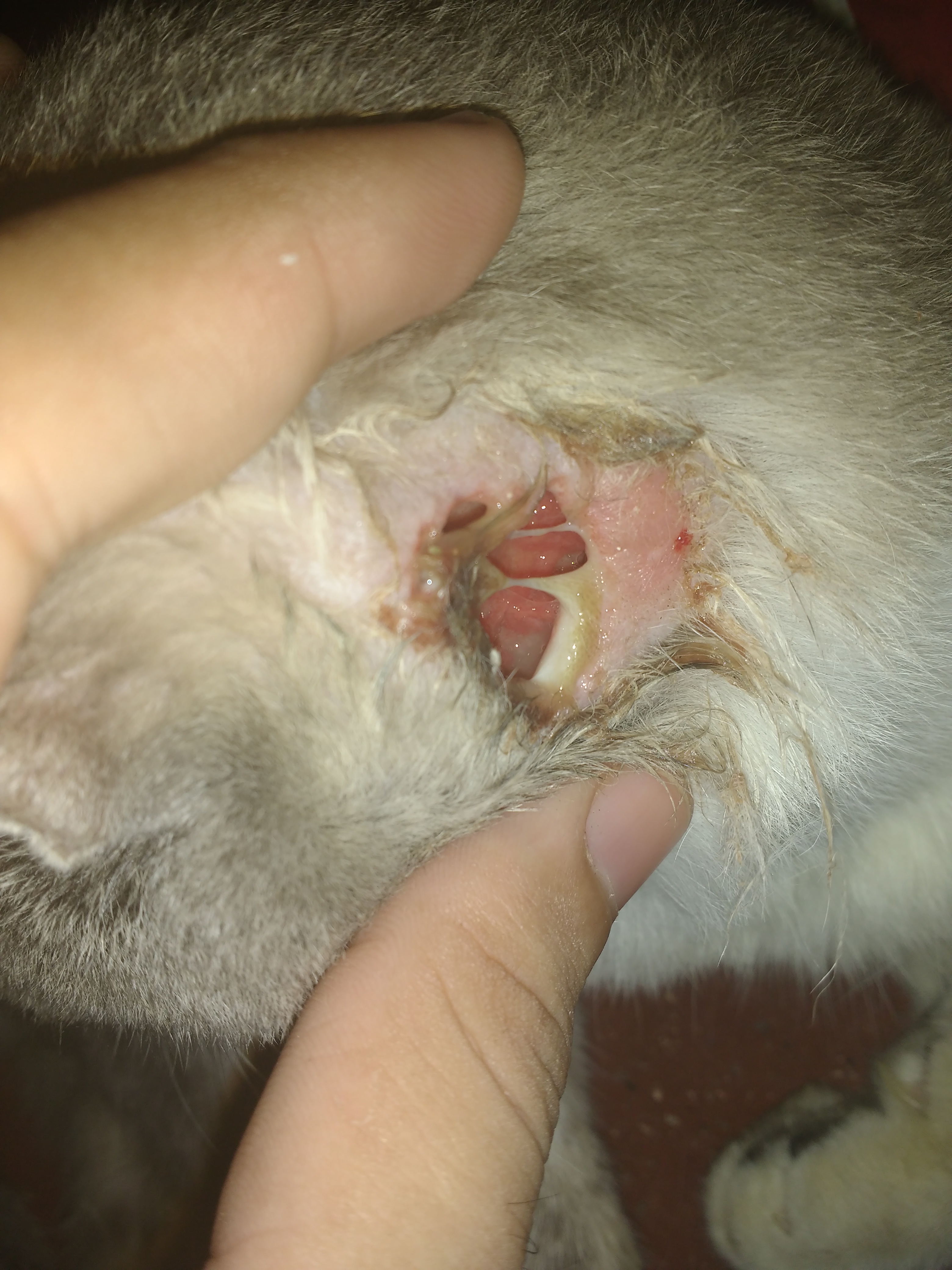 Mi Gato Tiene Calvas En El Cuello