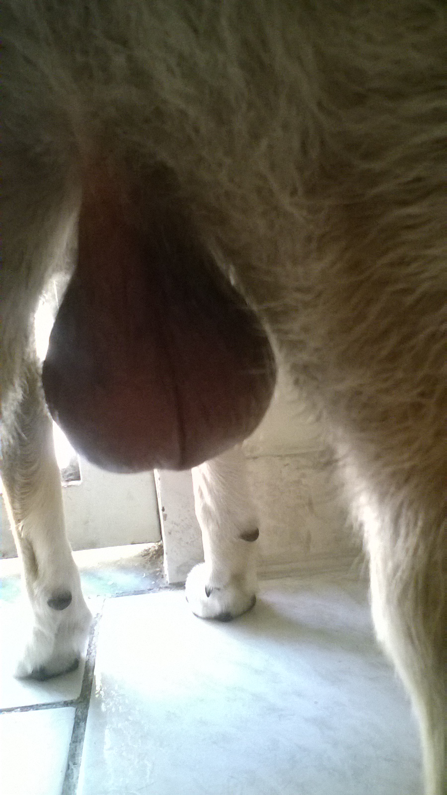 Meu cachorro está com o testiculo inchado Outlet