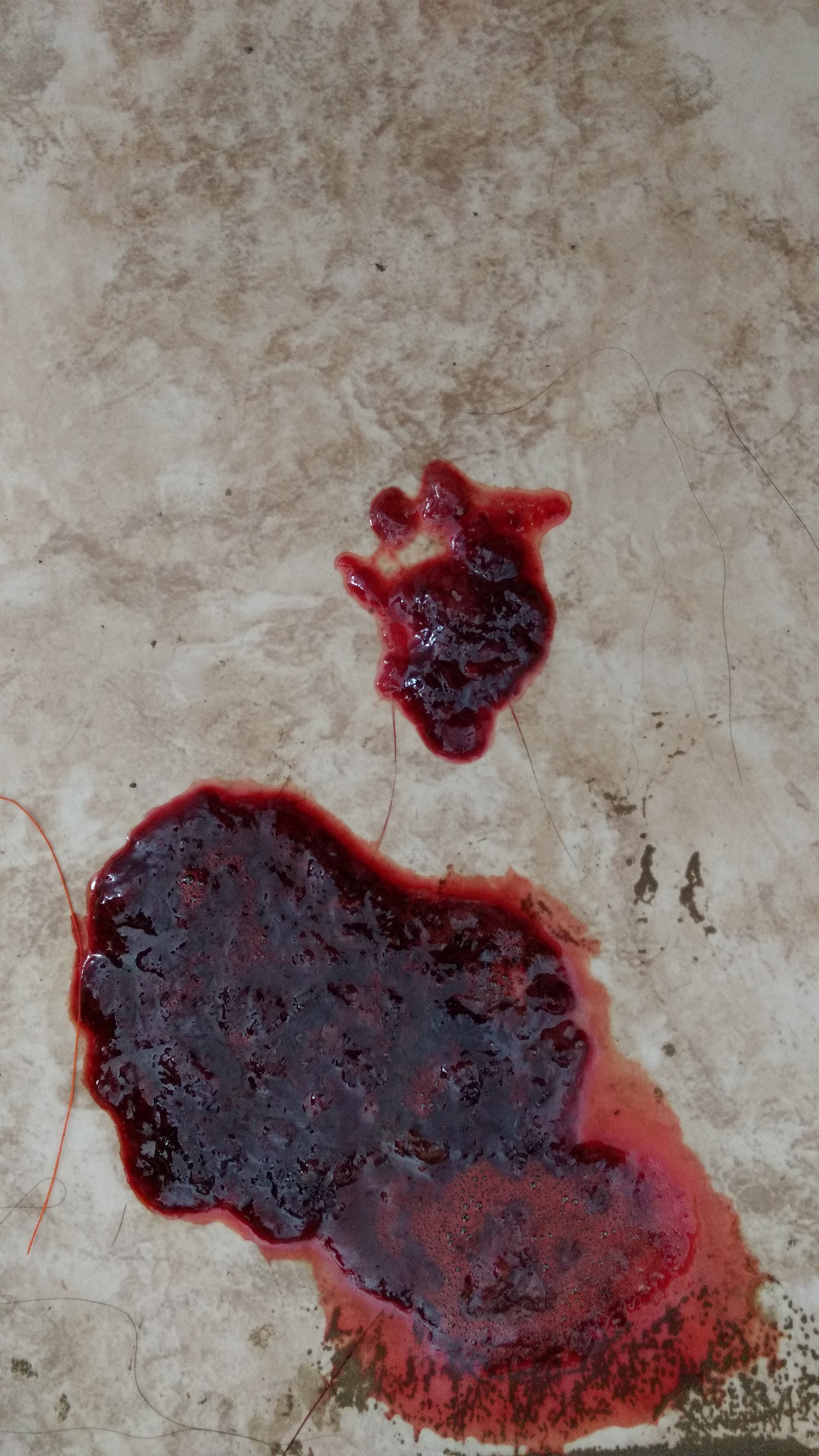 Cao defecando sangue clearance