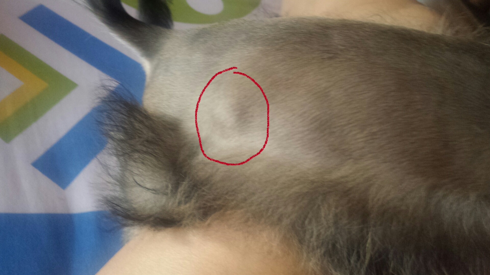 Porque Le Salen Bolitas En La Piel A Los Perros - Noticias del Perro