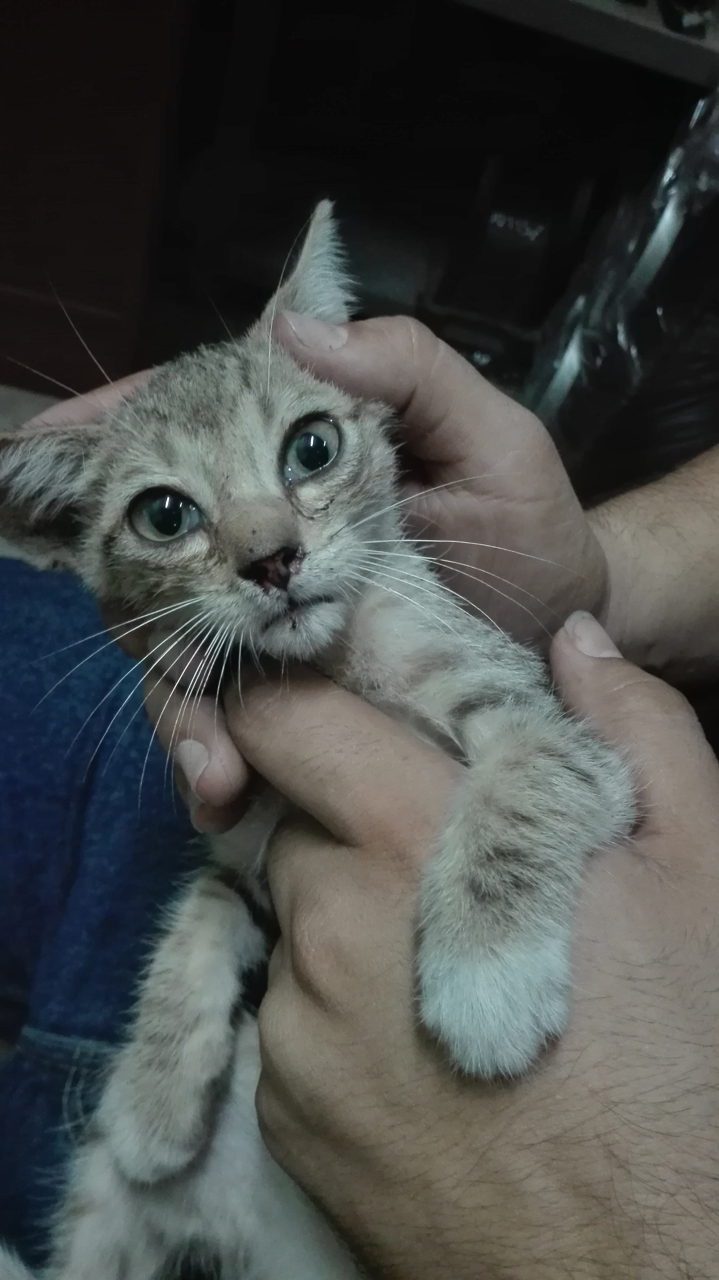 Por Que Mi Gato Maulla Ronco