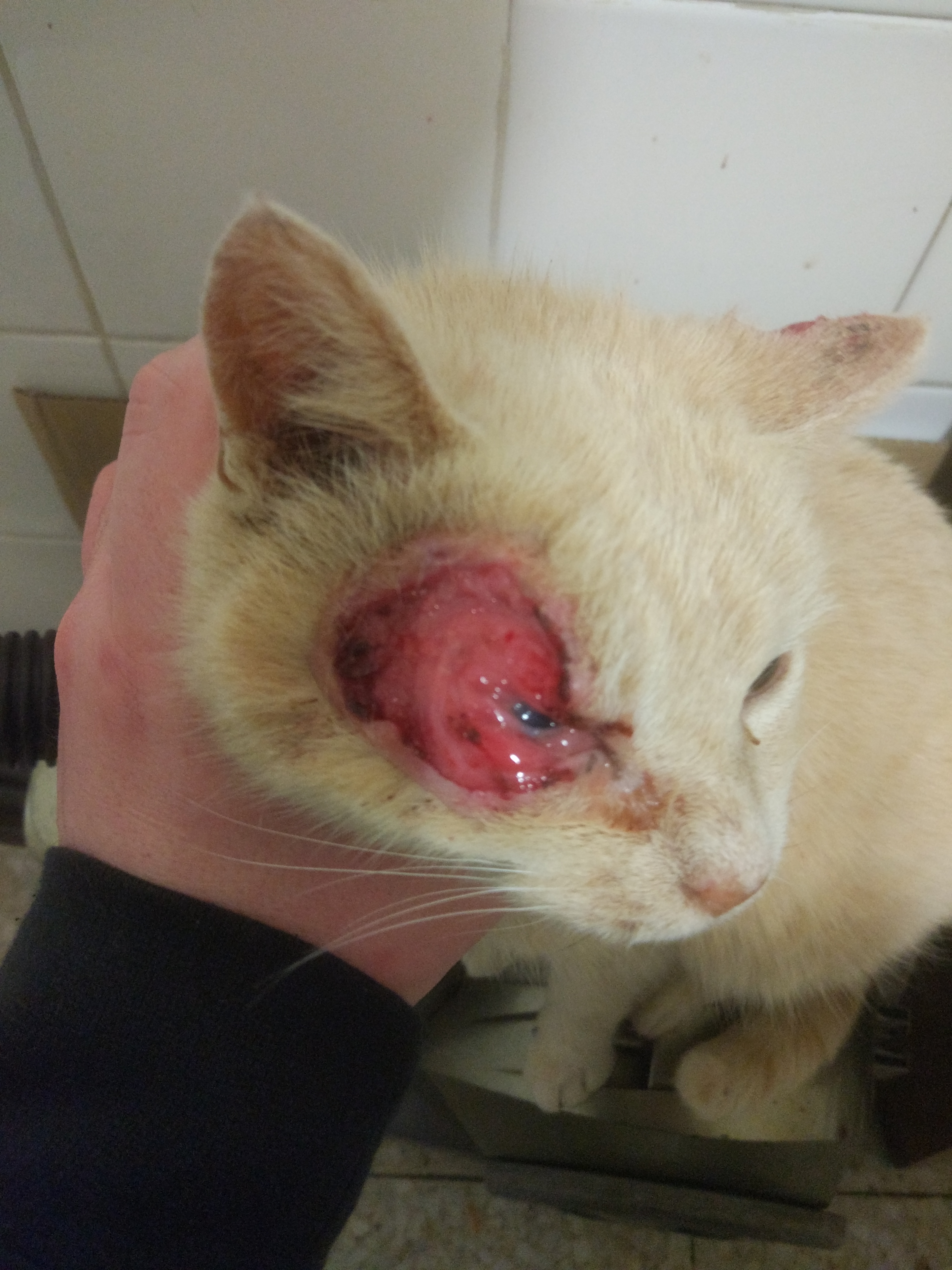 Mi Gato Cojea Pero No Tiene Heridas