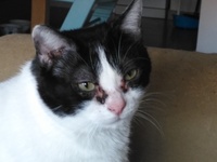 infección del ojo de gato secreción blanca infección del ojo de gato secreción blanca