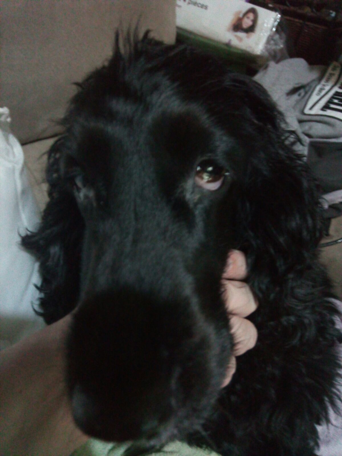 De Repente Mi Perrita Ha Empezado A Estar Sin Fuerzas Barkibu Es