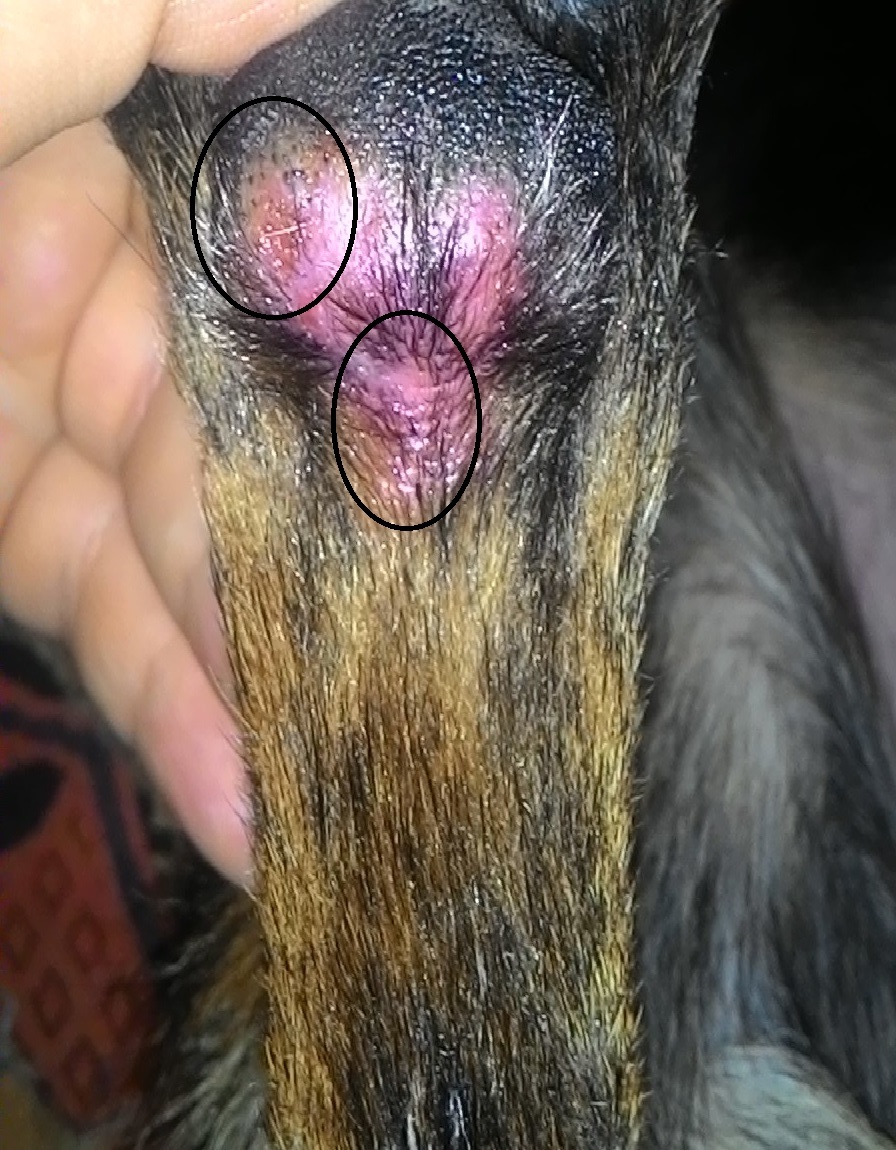 Ferida na pata traseira do cachorro clearance