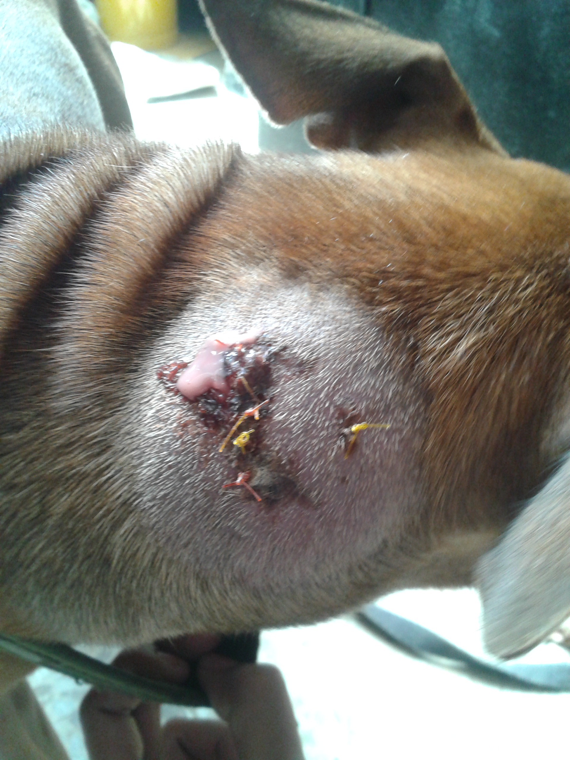 Como Curar Las Heridas De Mi Perro - Noticias del Perro Como Curar Las Arcadas De Mi Perro