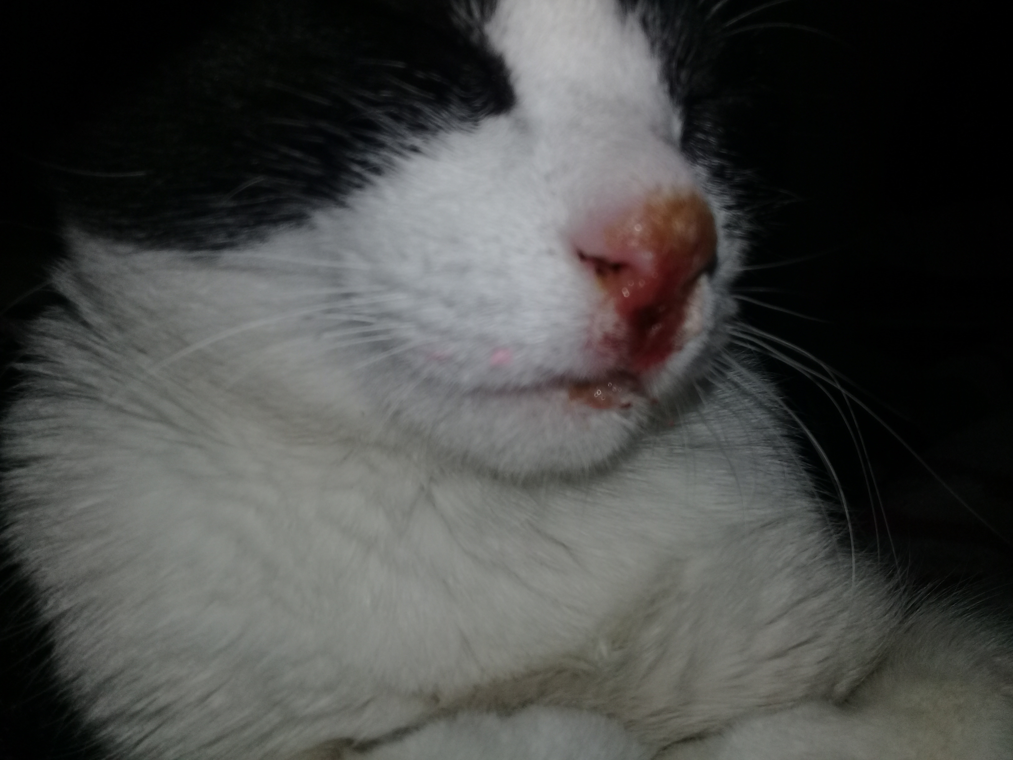 Mi Gato Tiene El Labio Inferior Hinchado Pepi, mi gato desconocida hembra, tiene un problema de - Barkibu CL