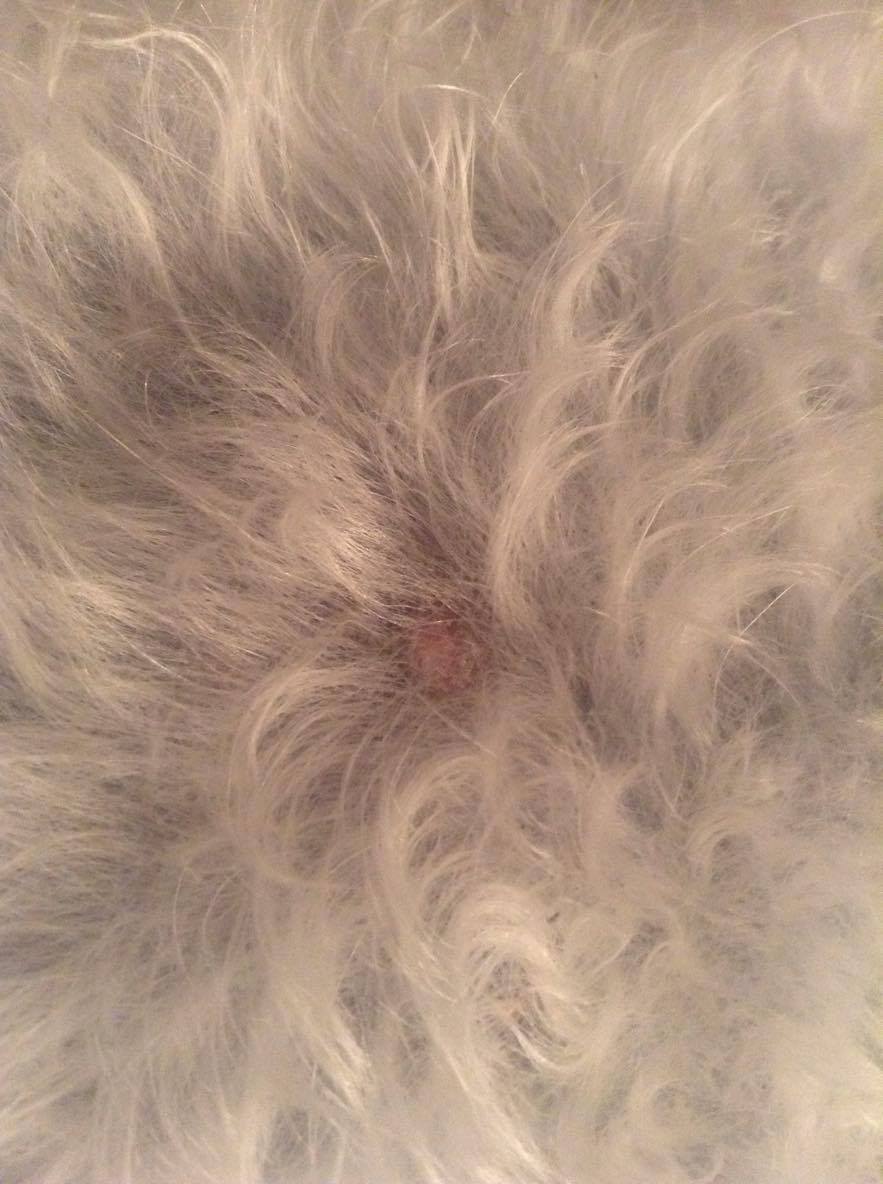 Porque A Mi Perro Le Salen Costras En La Piel - Noticias del Perro