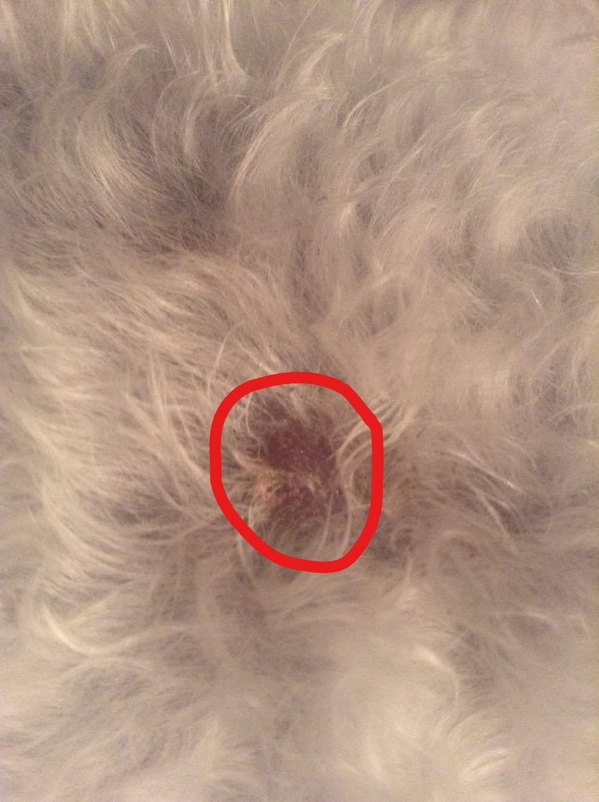 Porque A Mi Perro Le Salen Costras En La Piel - Noticias del Perro