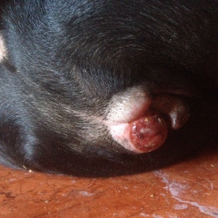porque se le sale el ano a un perro