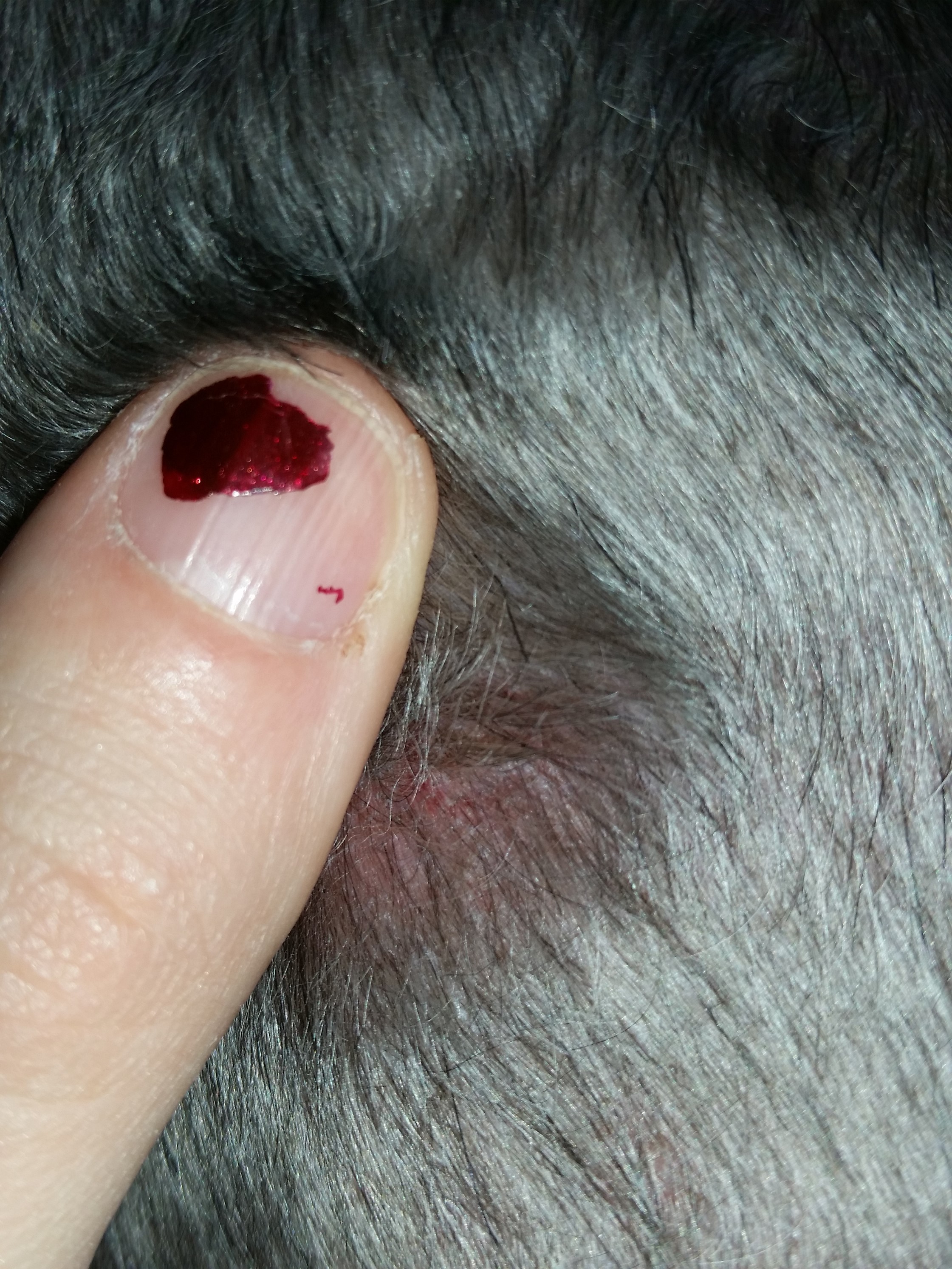 miniature schnauzer itchy skin