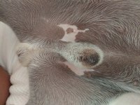 Liquido verdoso del pene
