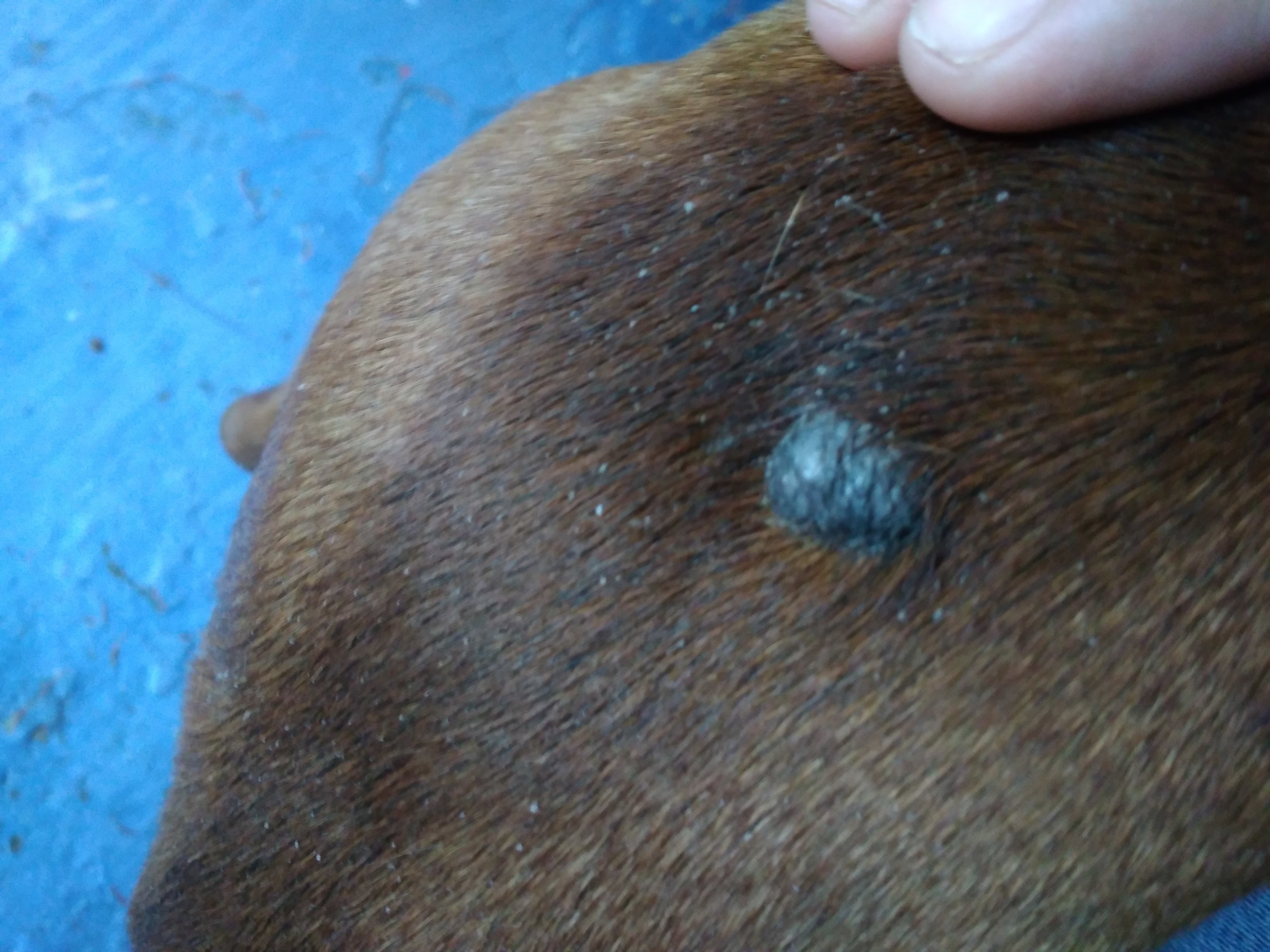 Mi Perro Tiene Una Bola Dura En El Lomo - Noticias del Perro