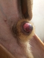 Liquido verdoso del pene